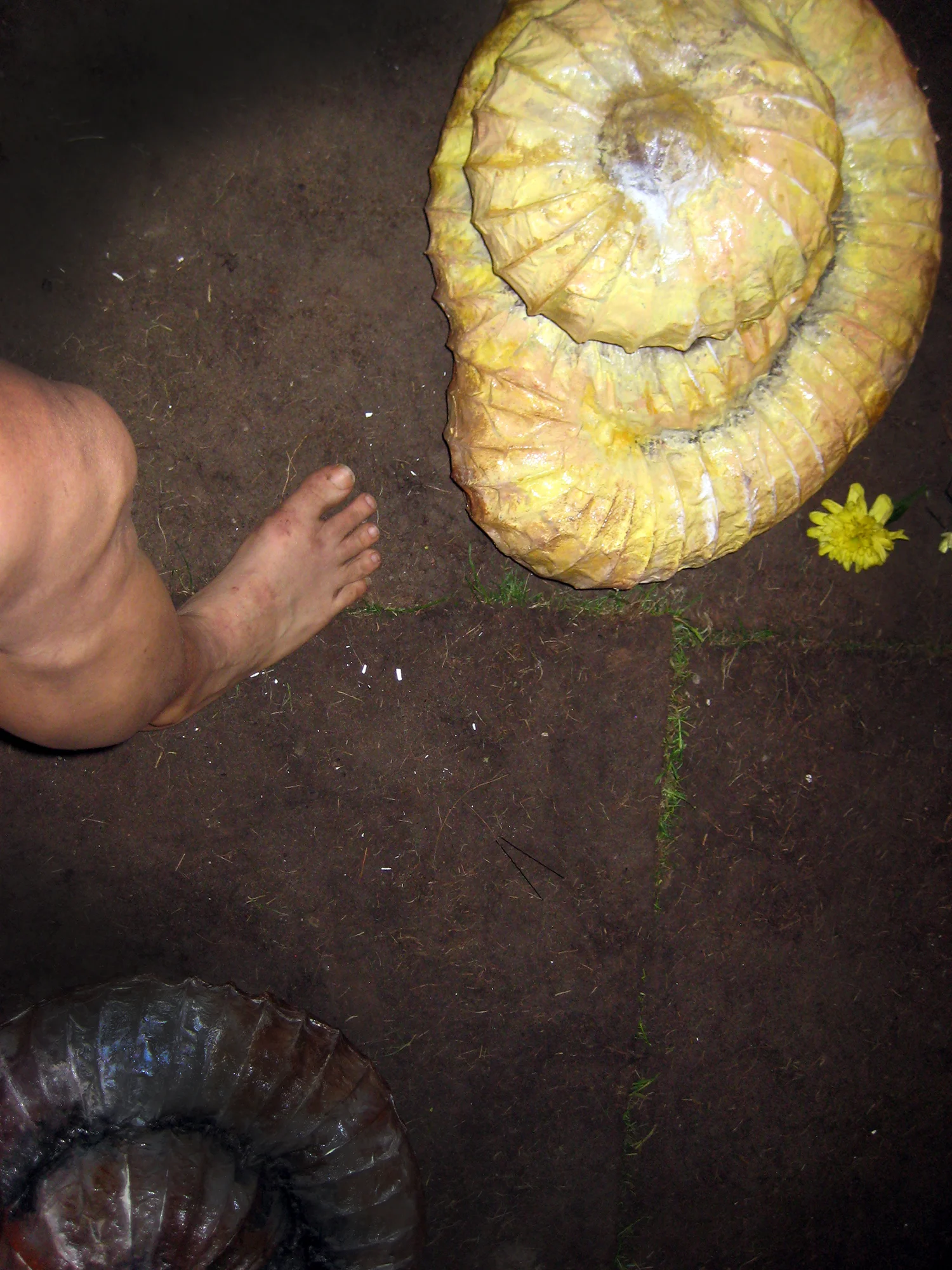 leg&shells.jpg