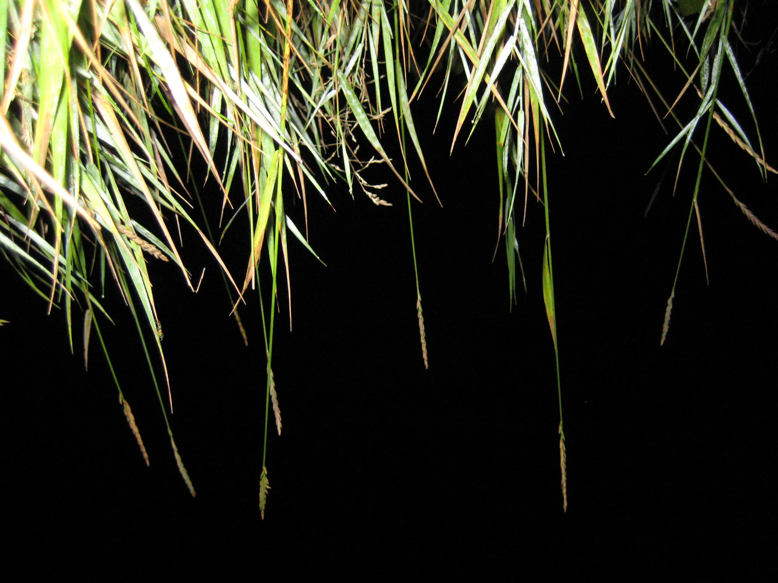 night grass.jpg