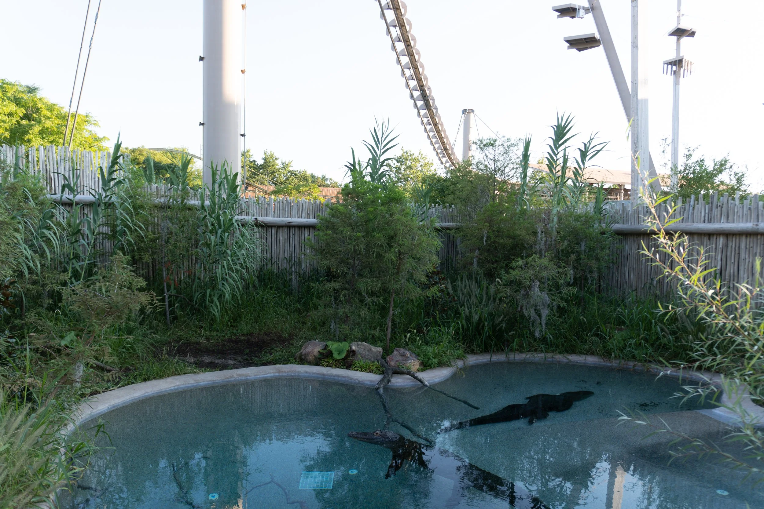 Indianapolis Zoo Crocodilian-6.jpg