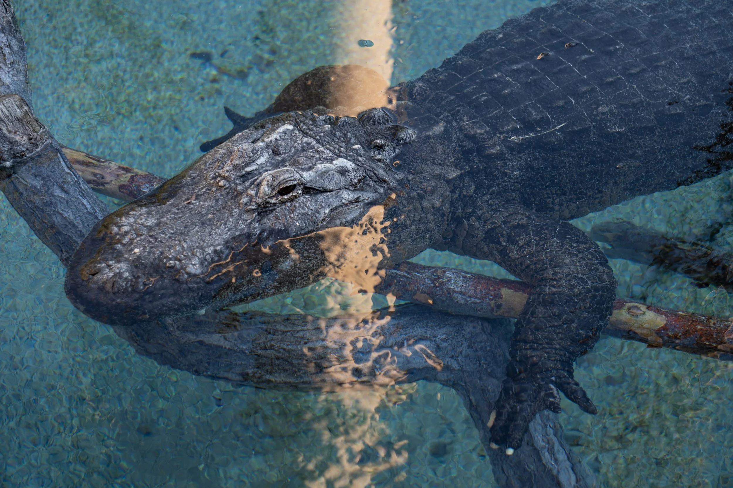 Indianapolis Zoo Crocodilian-14.jpg
