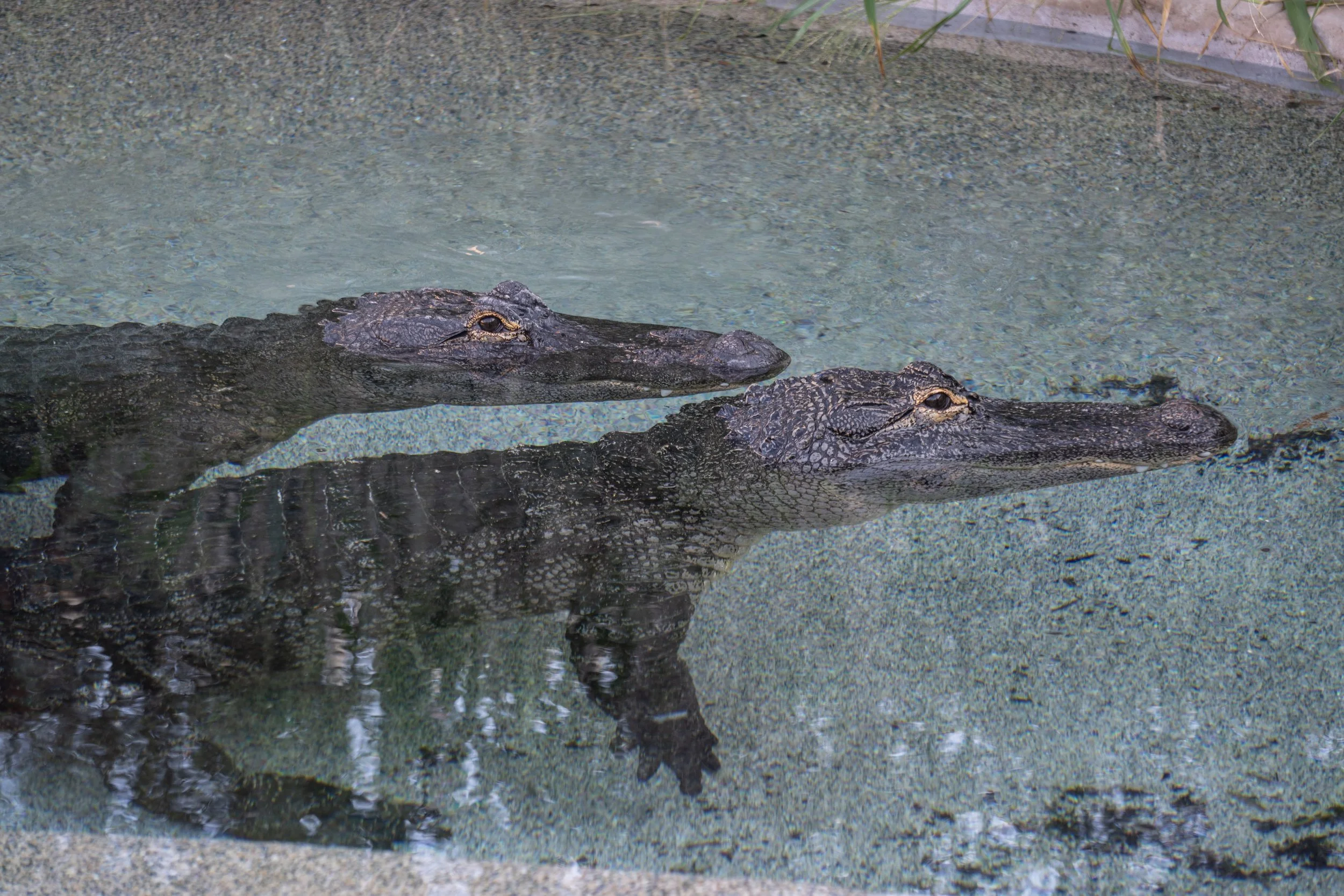 Indianapolis Zoo Crocodilian-15.jpg