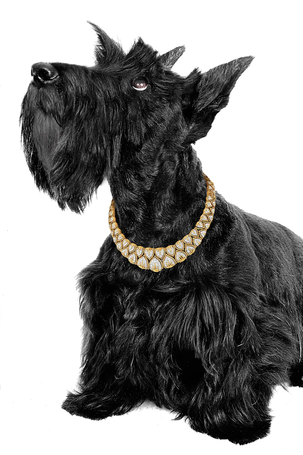 dog 3.jpg