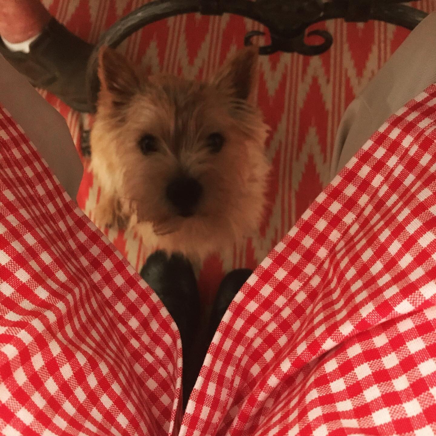 Under the table stealth activity. Norwich Terrier acting like a moray eel....lurking and using hypnosis to get treats.  Guess what?!!! His technique works! #norwichterrier #terrier