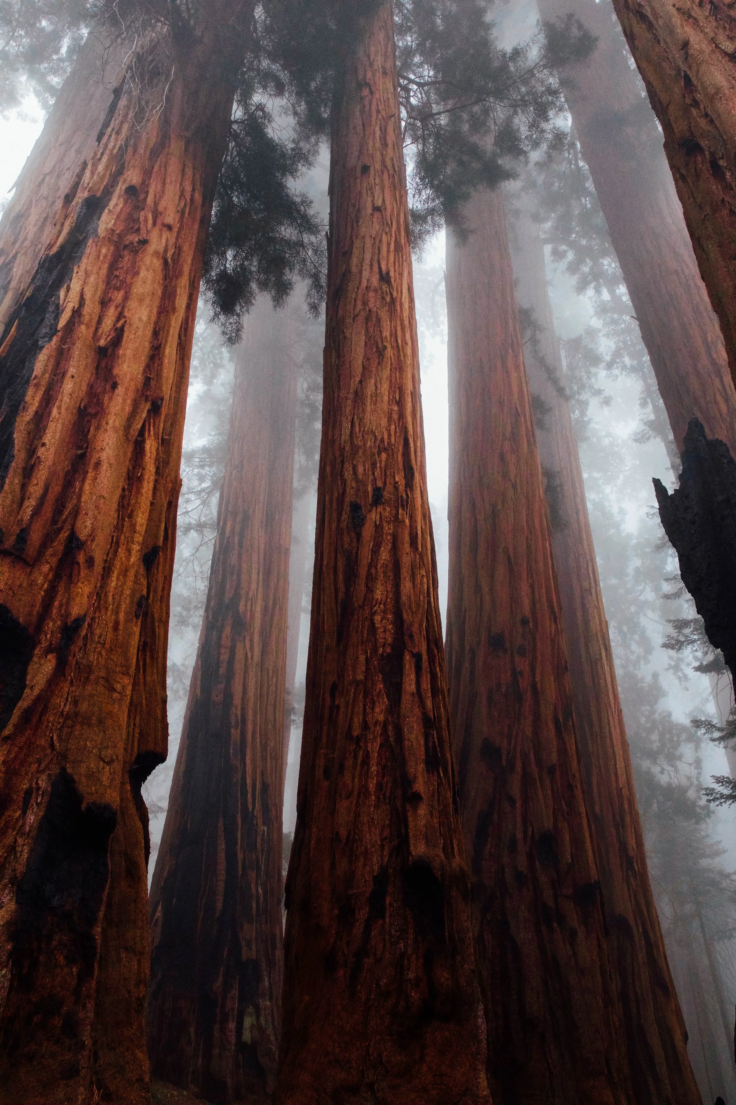 Giant Sequoias.jpg