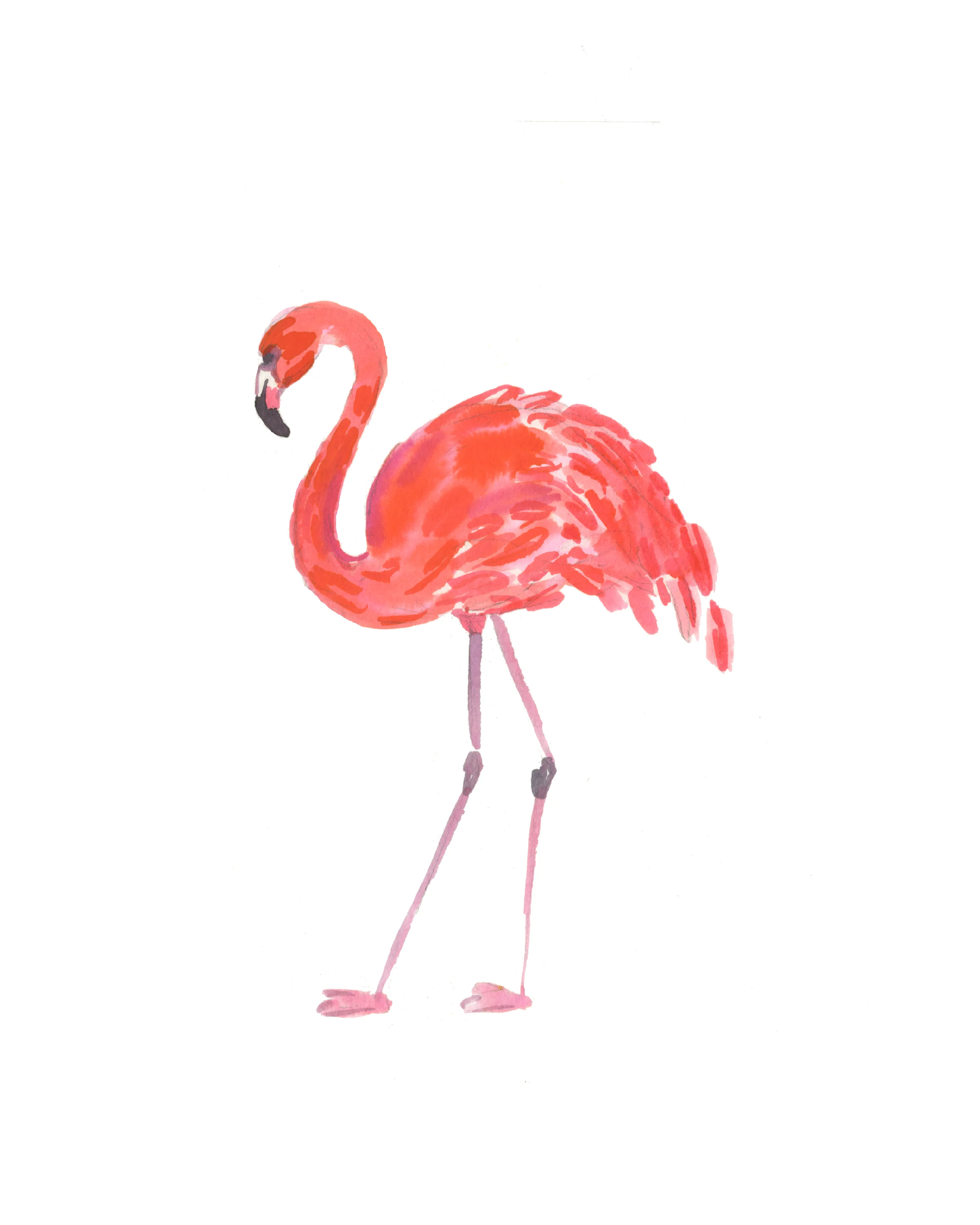Flamingo_300dpi.jpg