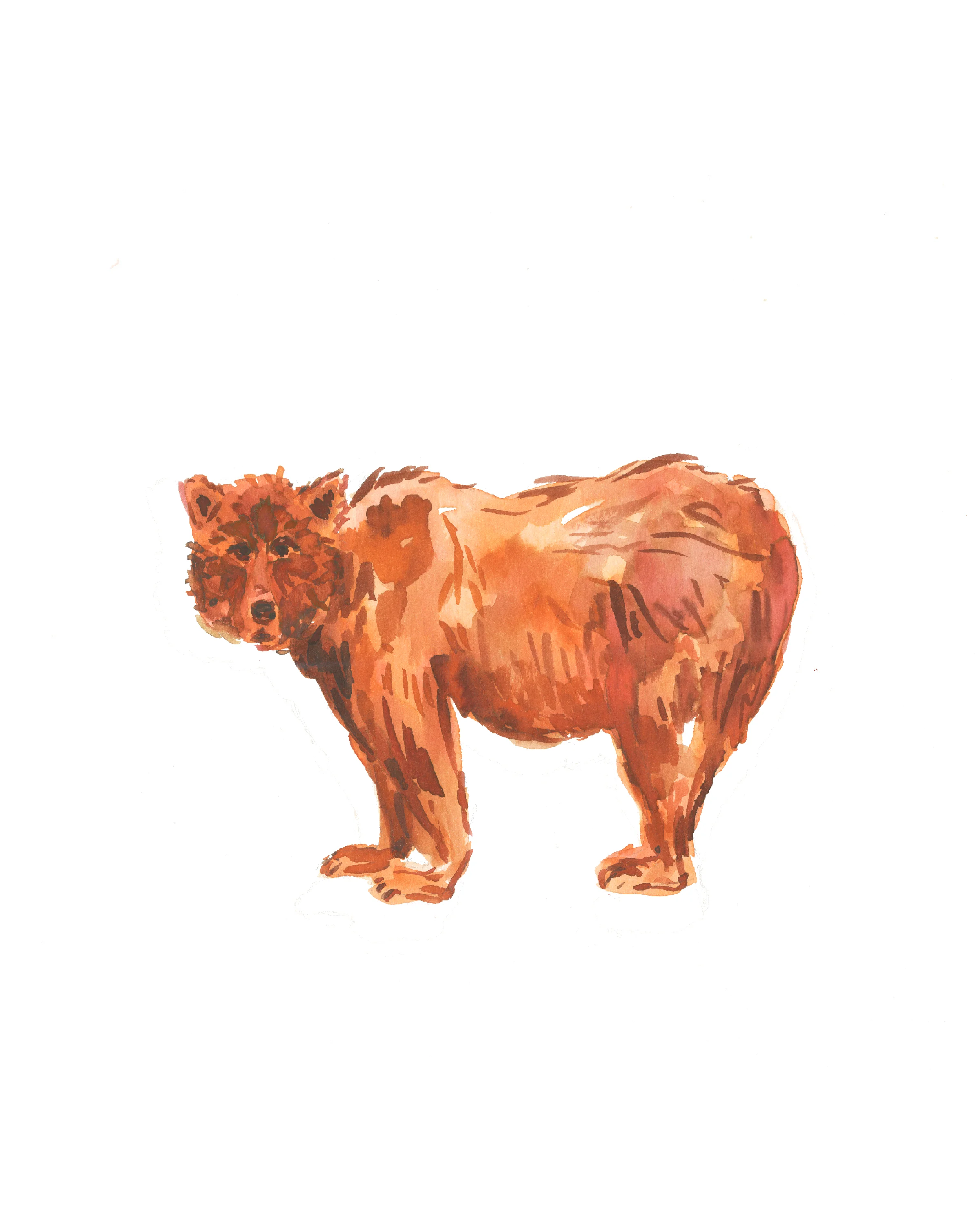 Bear_300dpi.jpg