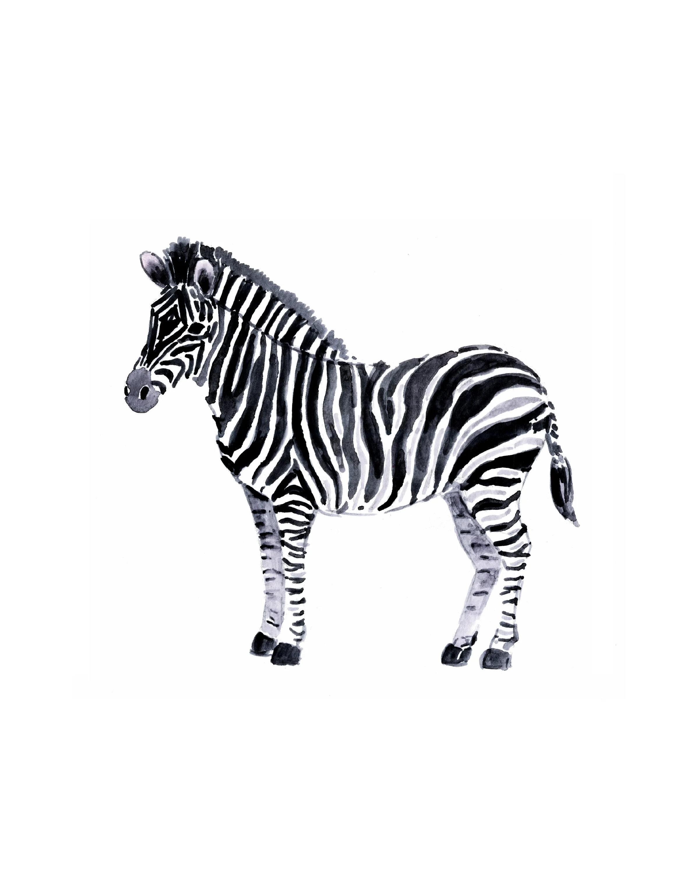 Zebra_300dpi.jpg