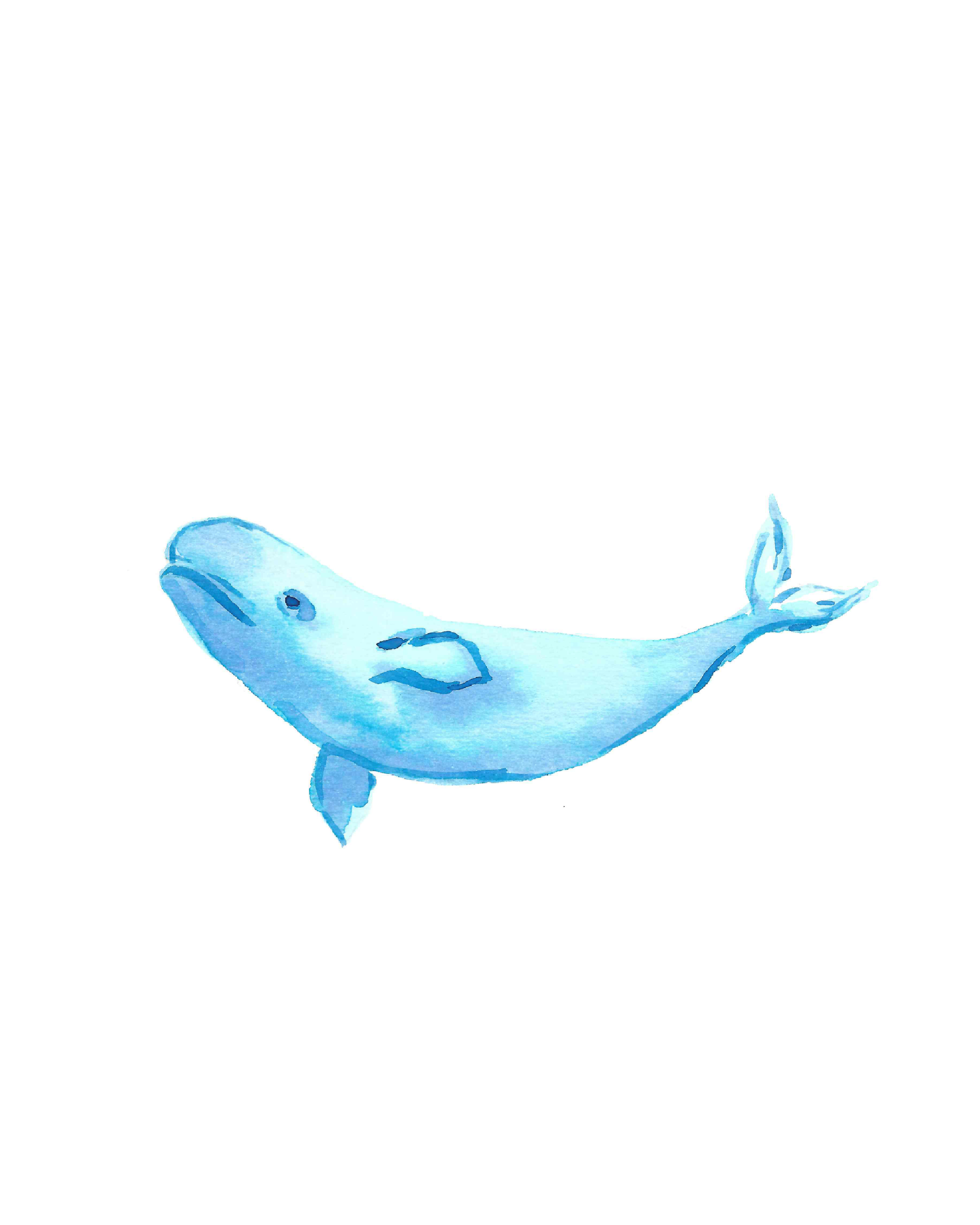Beluga_300dpi.jpg