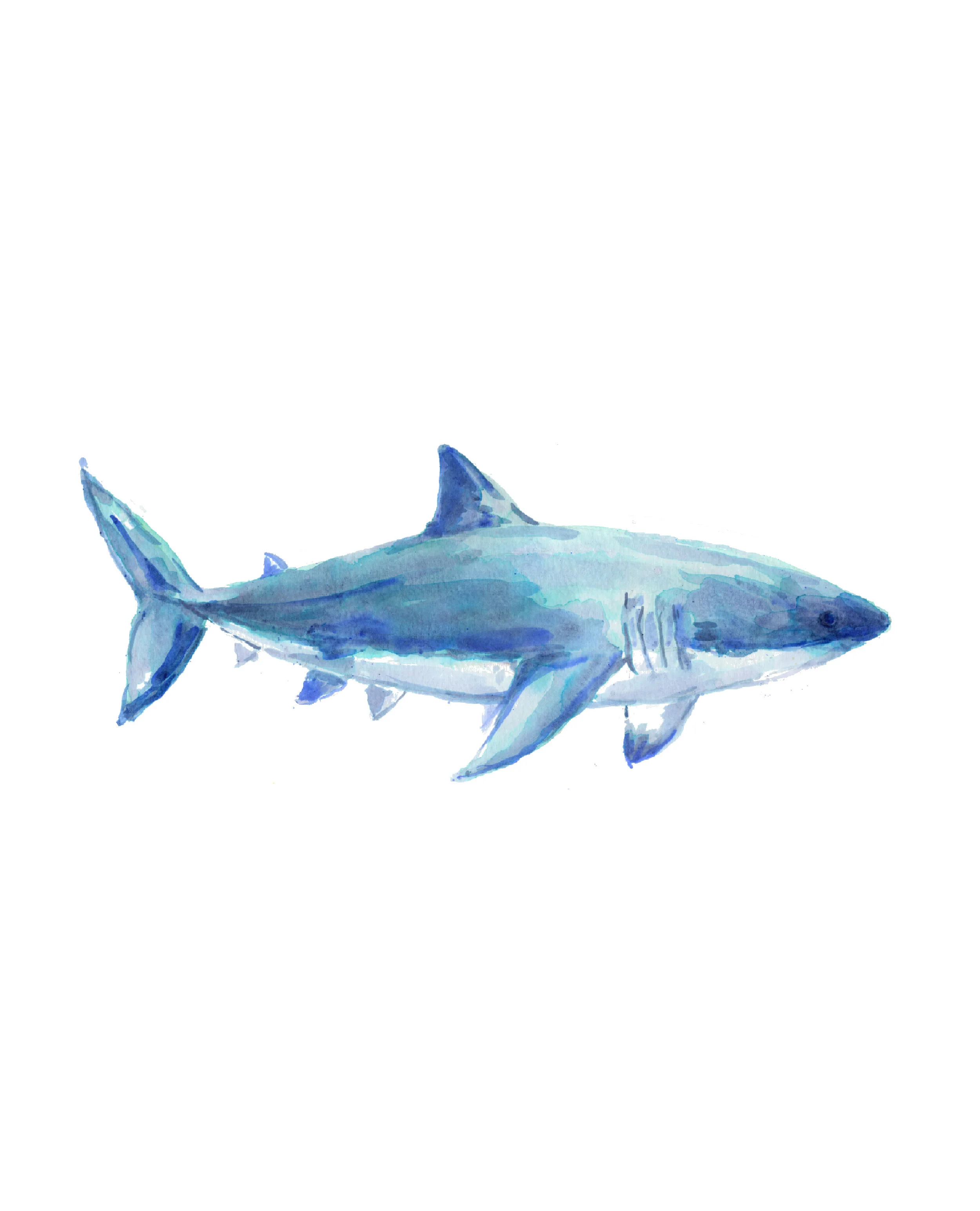 SHARK_300dpi.jpg