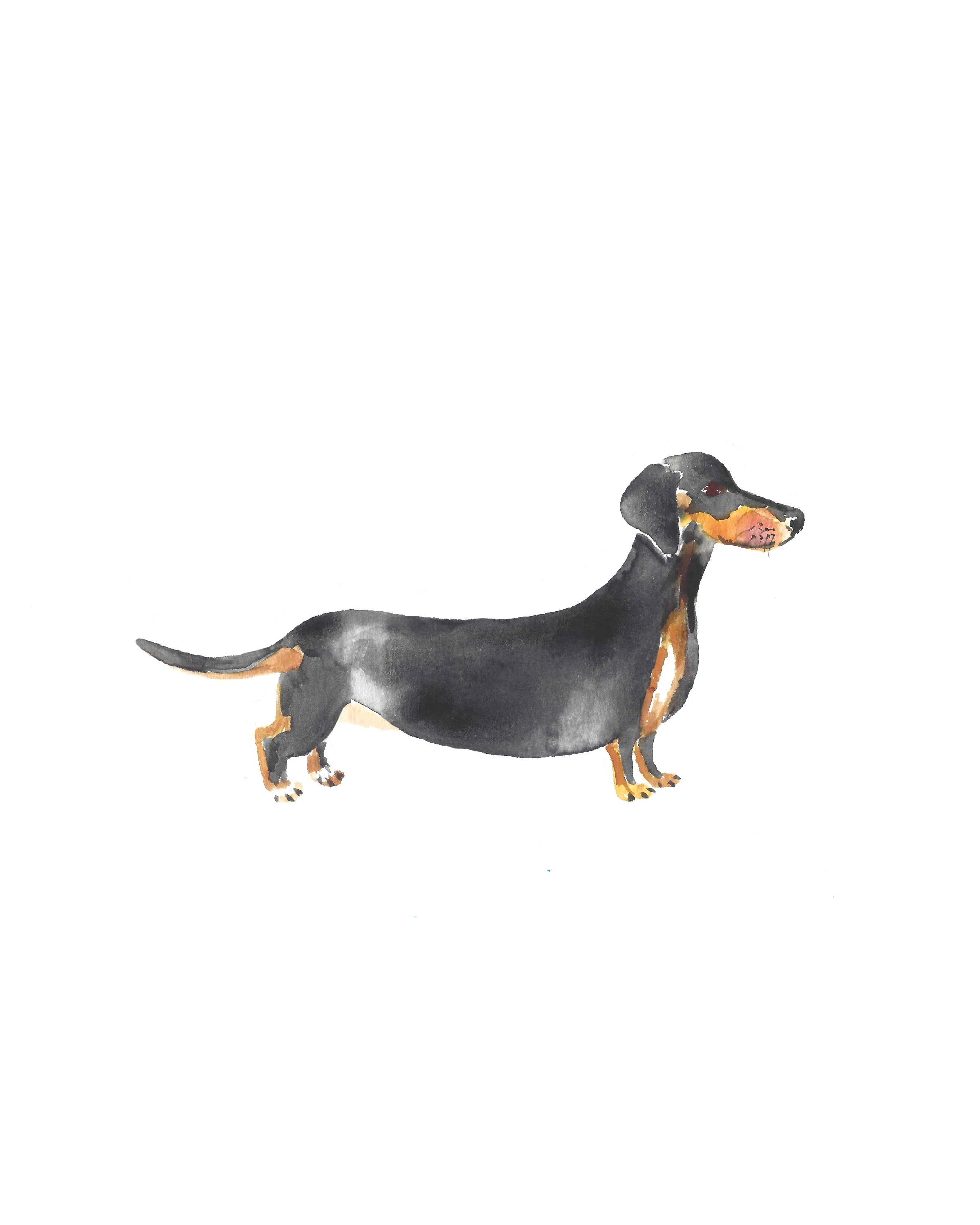 Dachshund_8x10.jpg