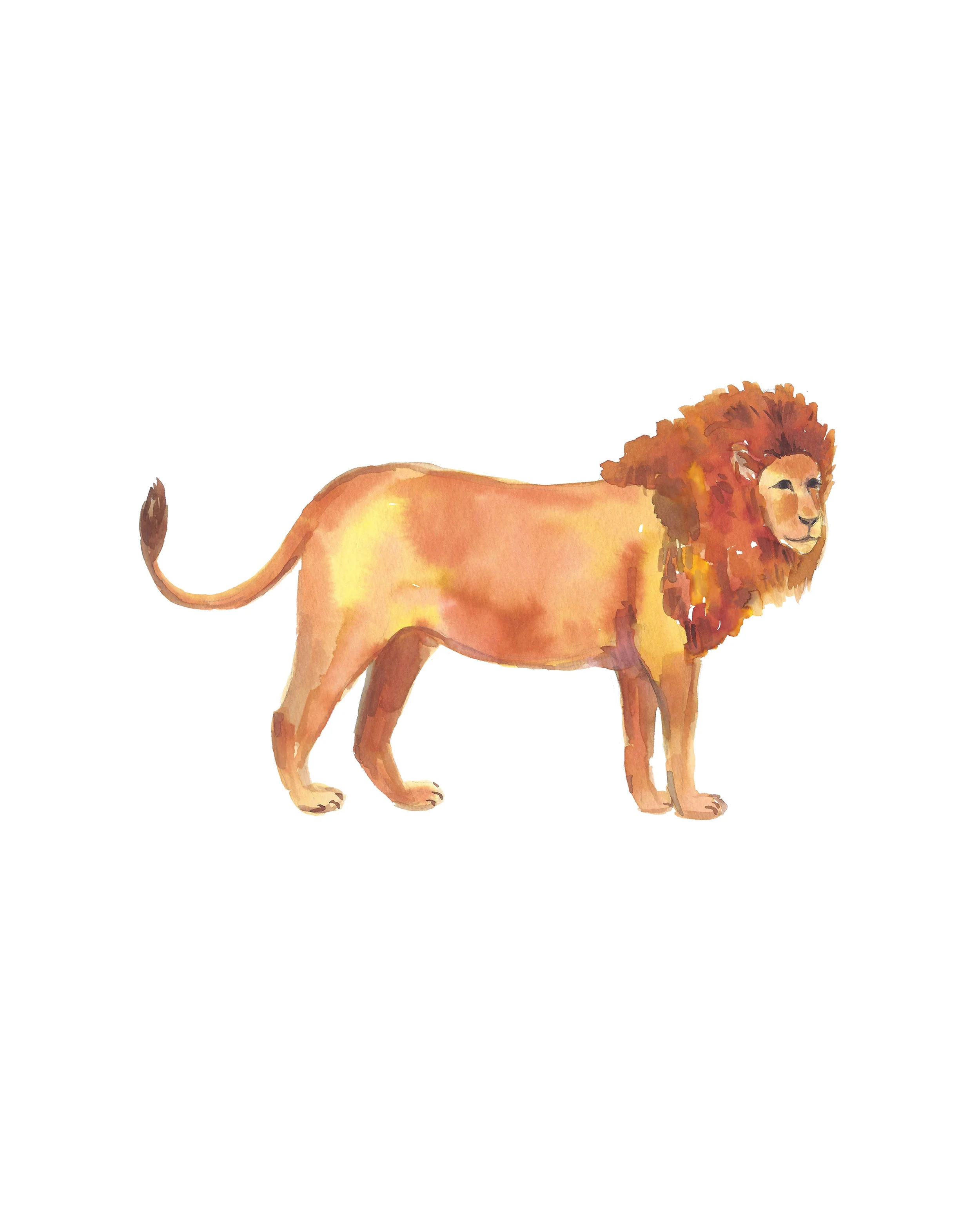 Lion_8x10.jpg