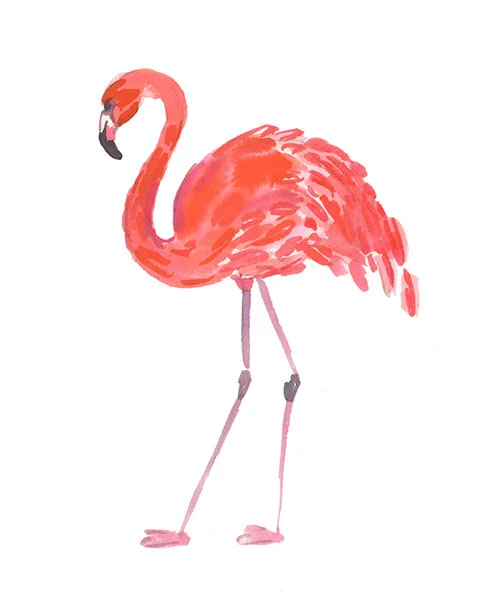 Flamingo.jpg
