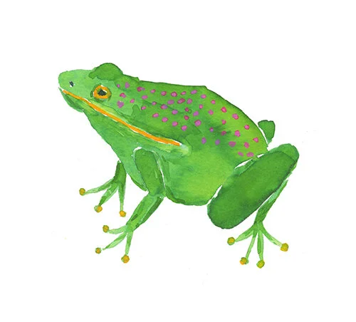 Frog.jpg