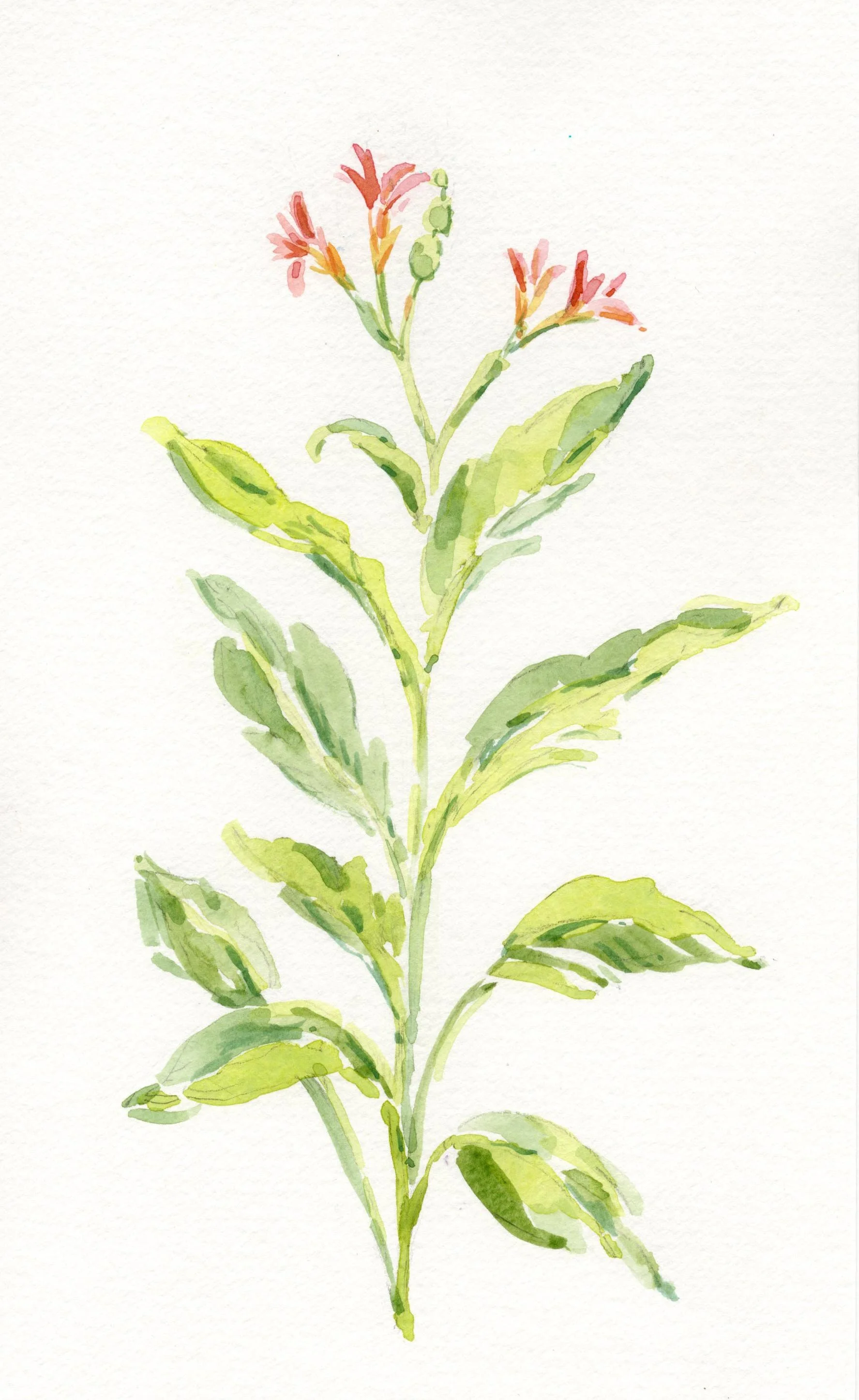 Botanical 2_6x9.5.jpg