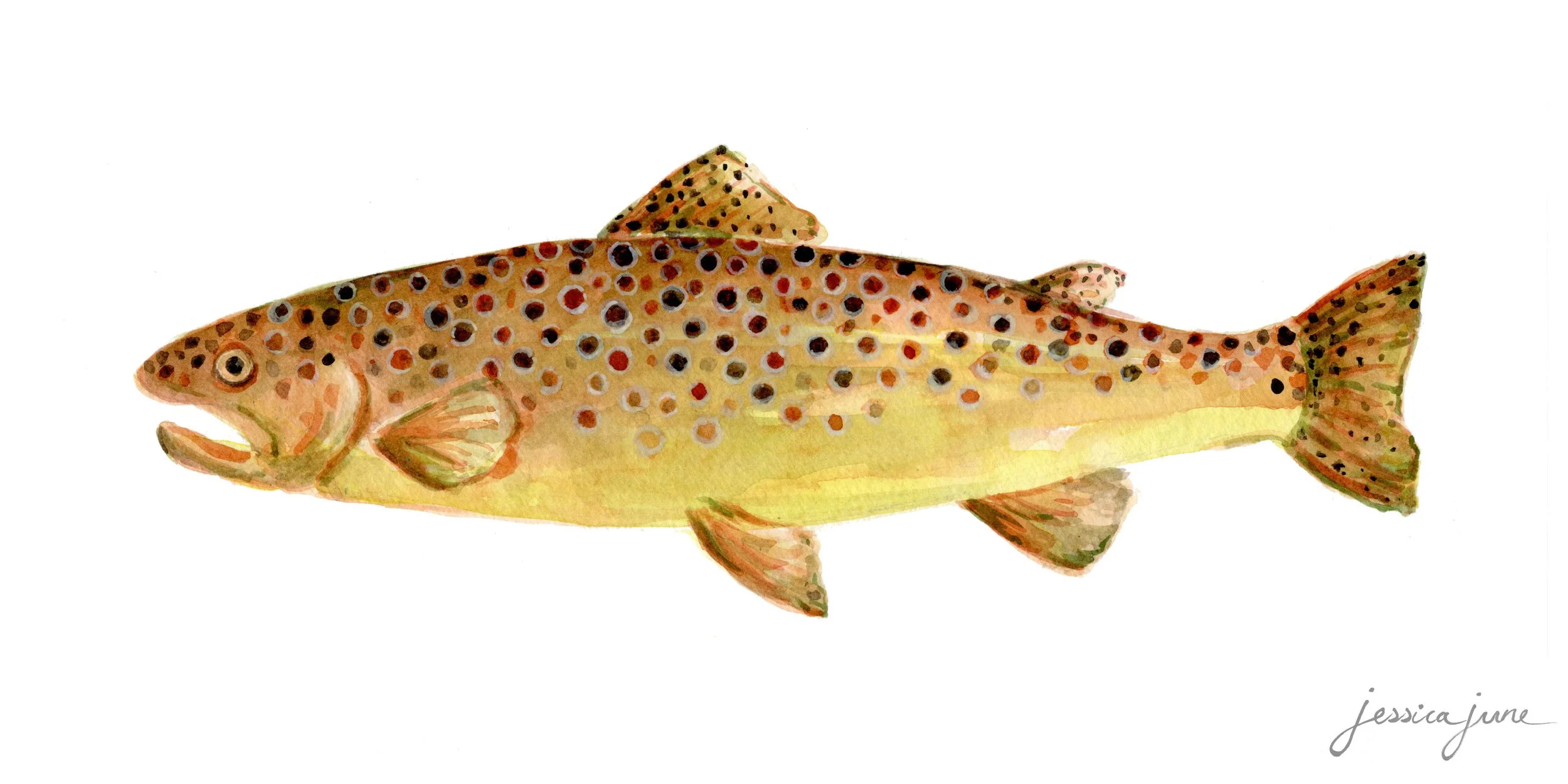 Brown Trout.jpg