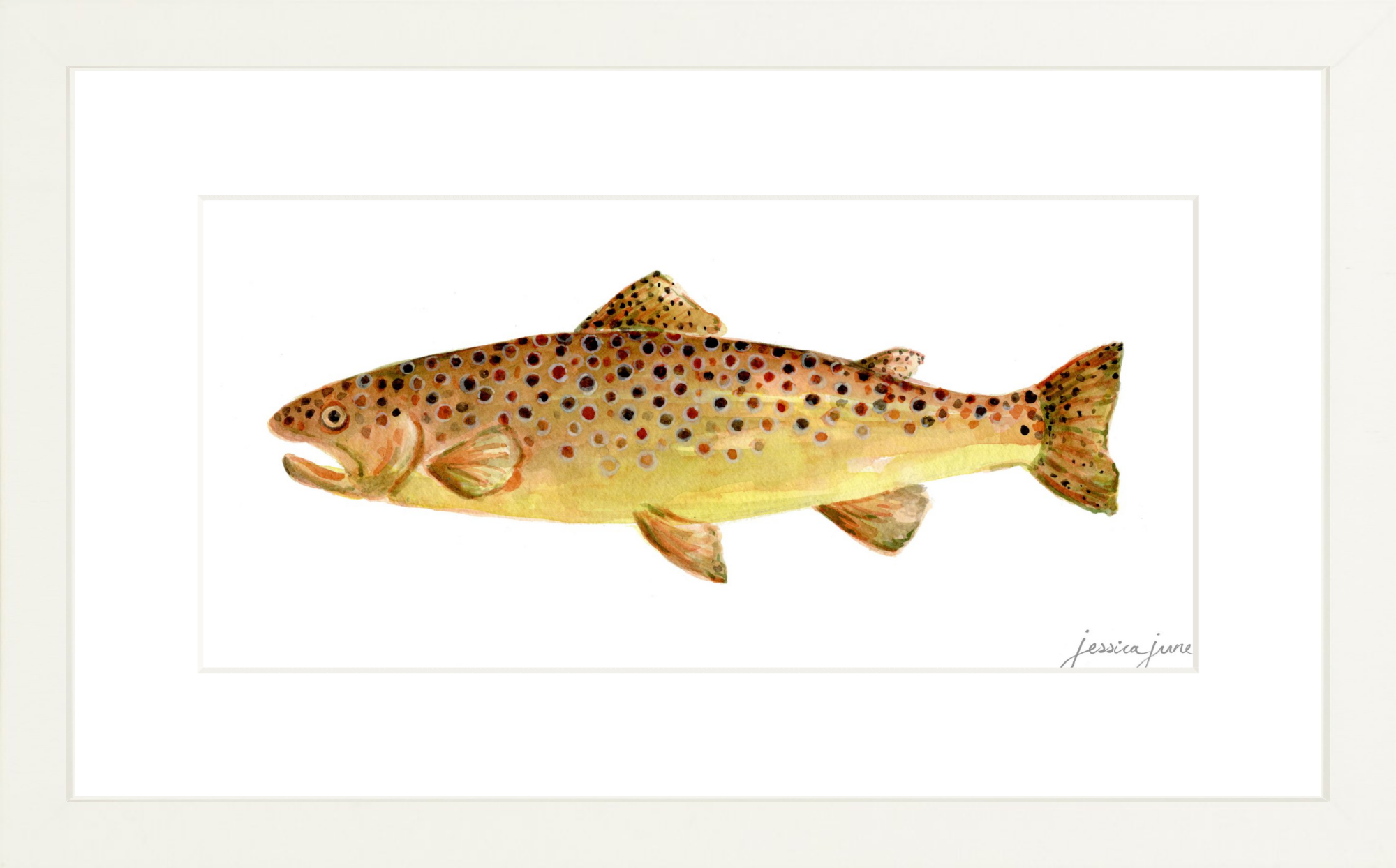 SF_FRgxwh_MSs_12x6_Brown Trout.png