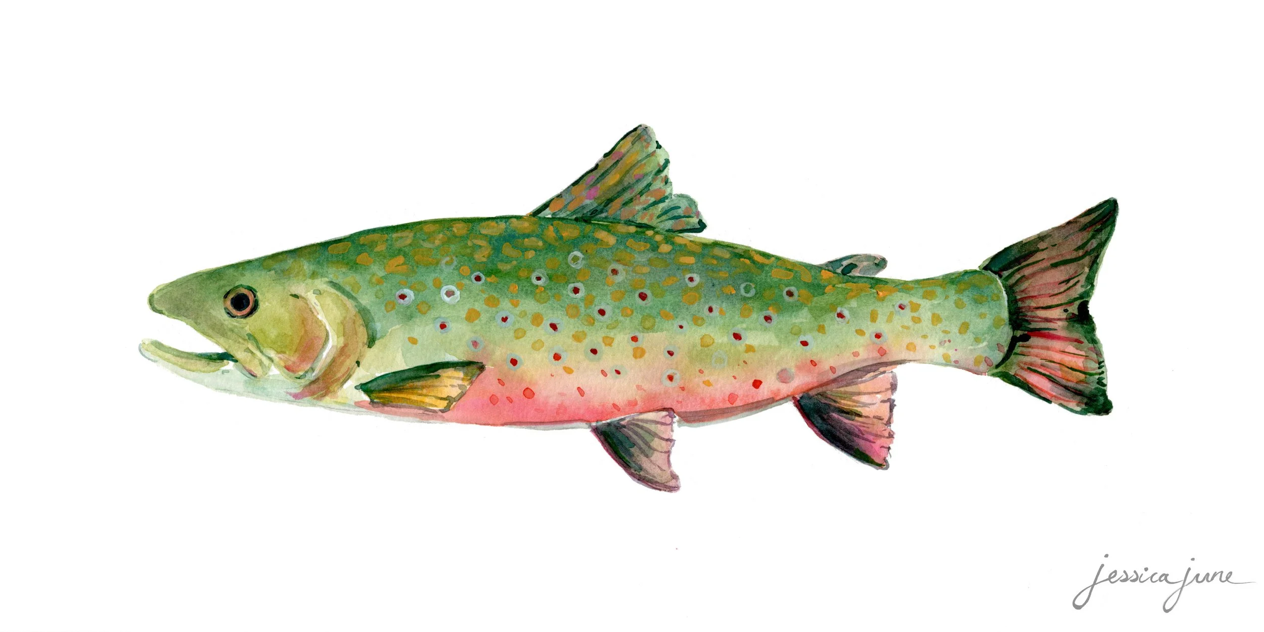 Brook Trout.jpg
