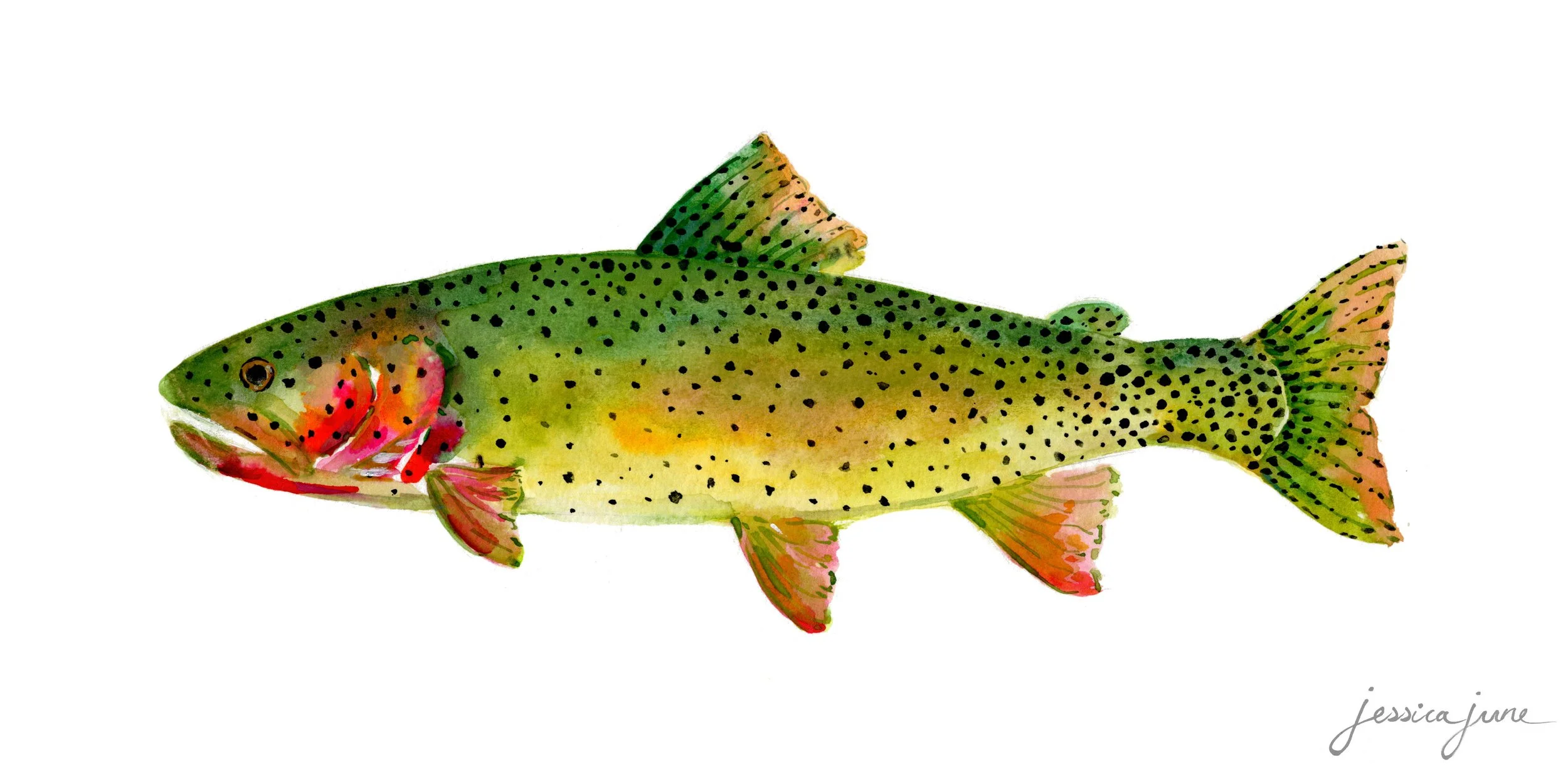 Cutthroat Trout.jpg