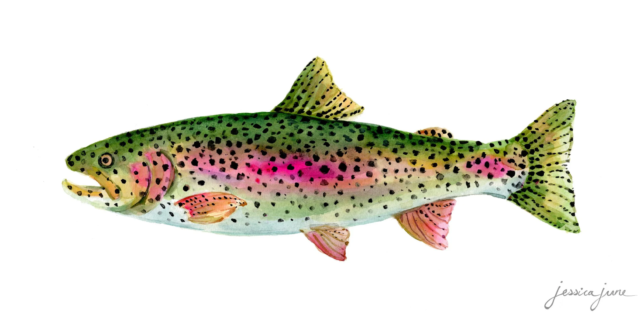 Rainbow Trout.jpg