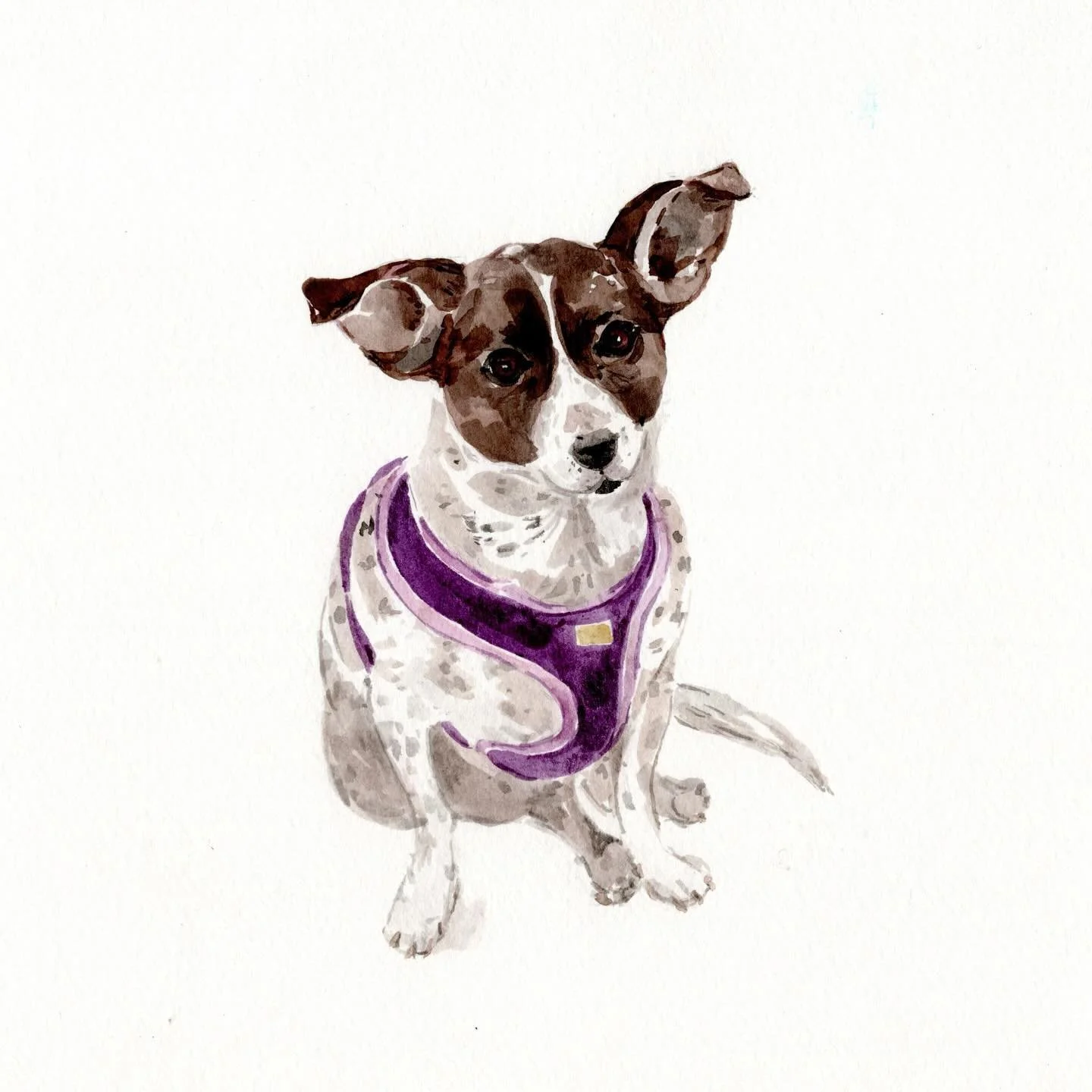 Dog days 🐶 ☀️ #petportrait #commission