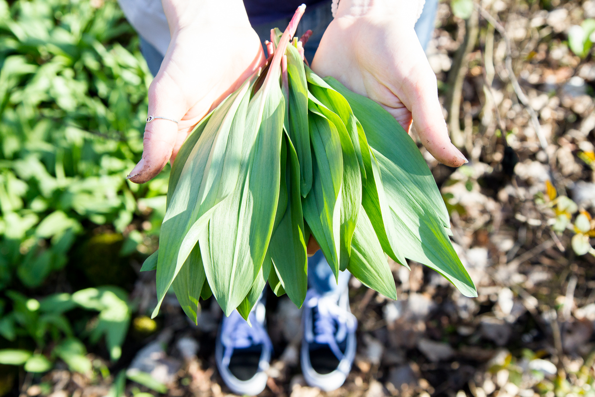 The most sustainable way to harvest is to leave the bulb in the ground. I pulled them from the base and where it broke is all I took, that way they will grow back next year. The flavour of wild food is so much stronger than conventional produce in the store so there is no need to feel like you're missing out. These babies pack a punch!