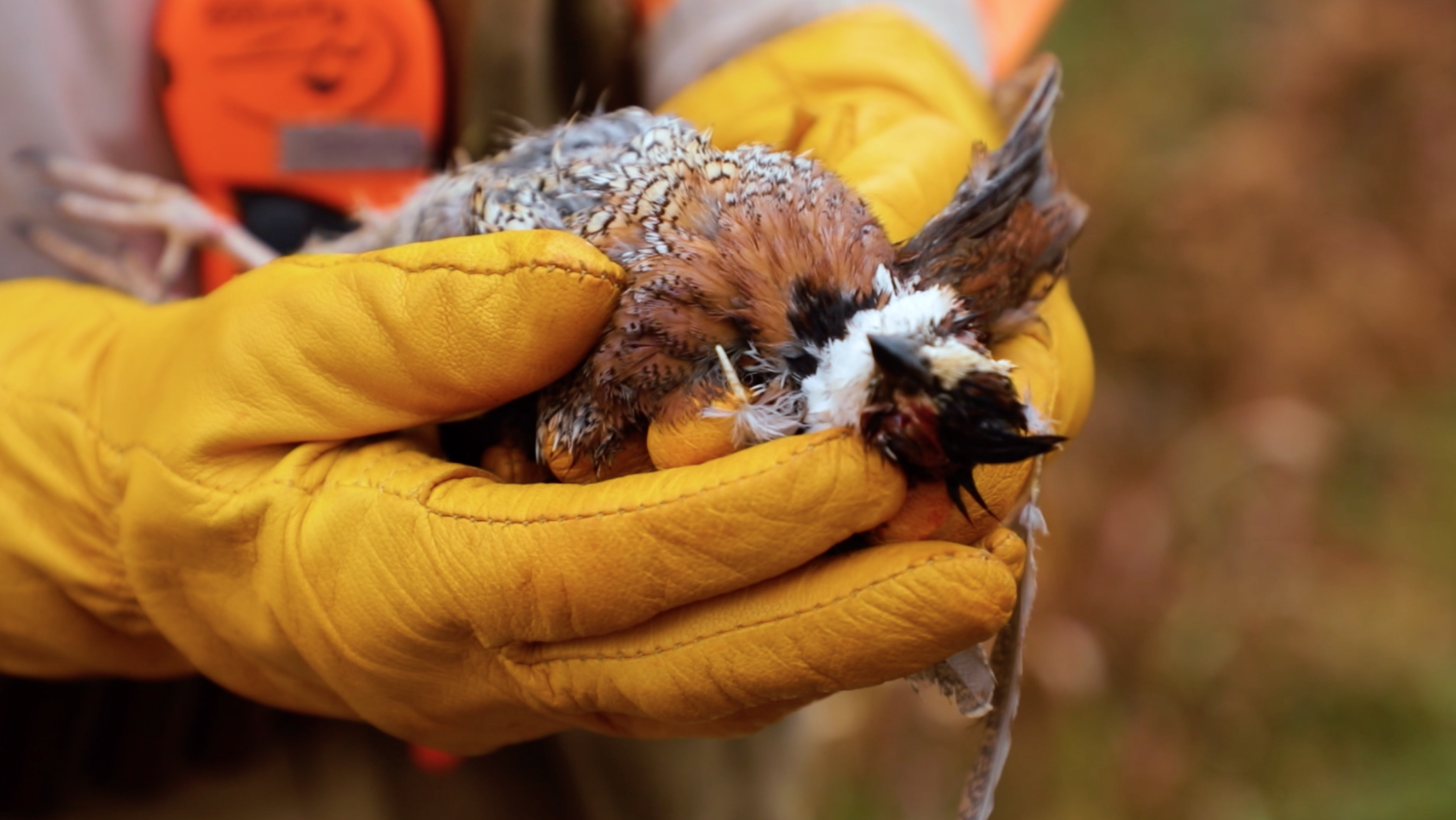 quail.png