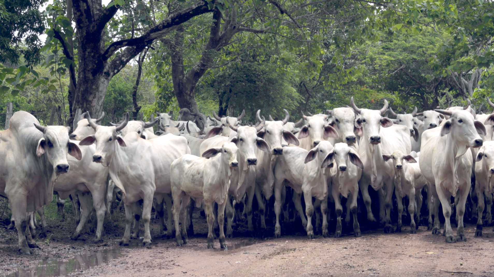 Screen Shot 2020-07-13 at 8.07.18 AM.png