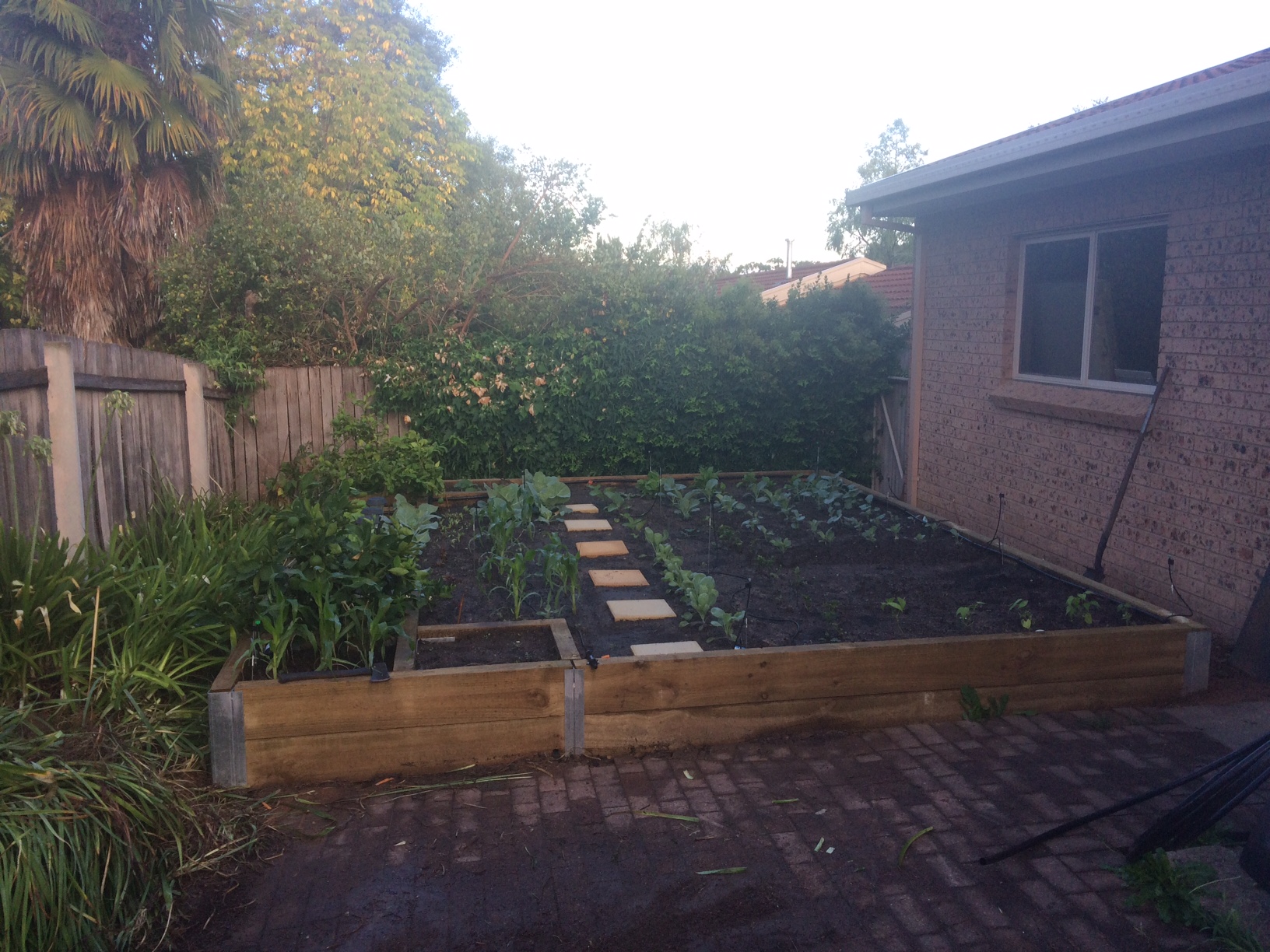 Sarah's new mega-vegie garden!