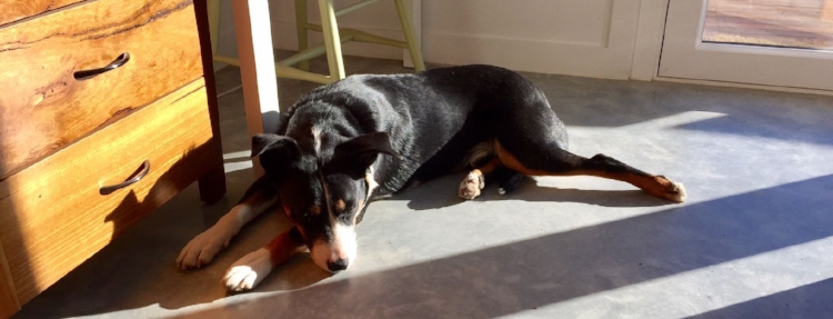 Zac, the solar passive pup, soaking up the warmth on the burnished concrete floor at 8:30am on 22 May after a 0.2 degree minimum earlier that morning.