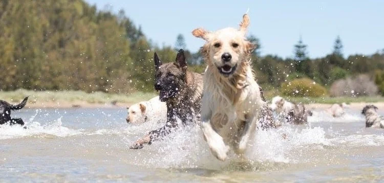 Photo: http://www.canberradogwalks.com.au/canberra-dog-swimming-areas/