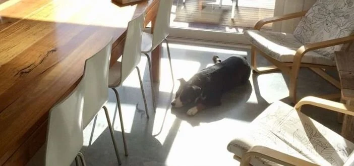 Jenny’s solar passive dog, Zac, enjoying the midday sun on winter solstice 2019. Jenny’s favourite spot in the house (perhaps world) is the chair to the bottom right!