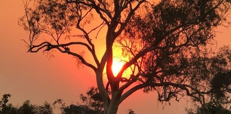 Bushfire+2.jpg