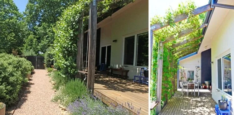 Summer 2017 - ornamental grapevines 4 years old.