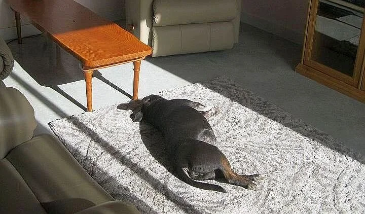 Nelson House at 12:30 pm. That’s one happy puppy.