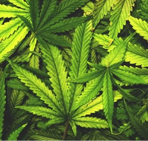 Hempcrete. Lime-Green-Wash?