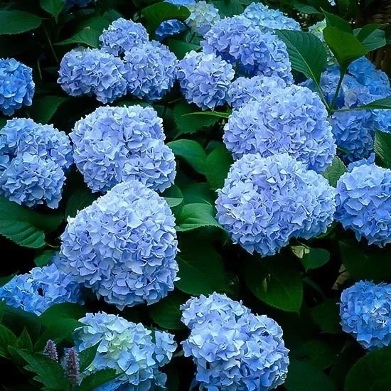 nikko-blue-hydrangea-3-jpg-webp.jpeg