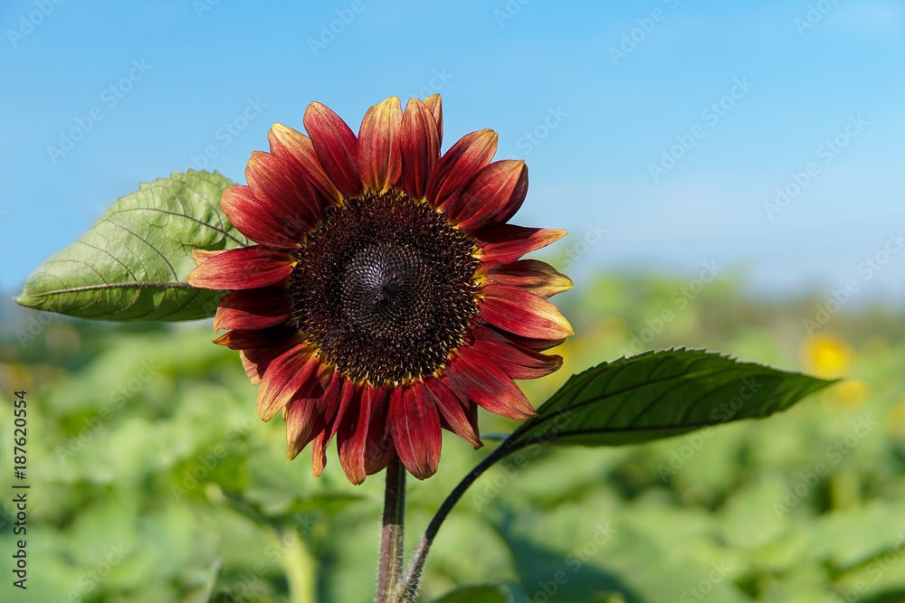 Red Sunflower.jpeg
