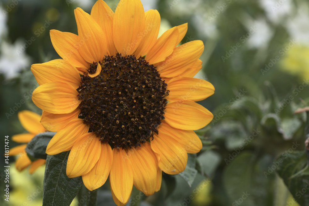 Sonja sunflower.jpeg