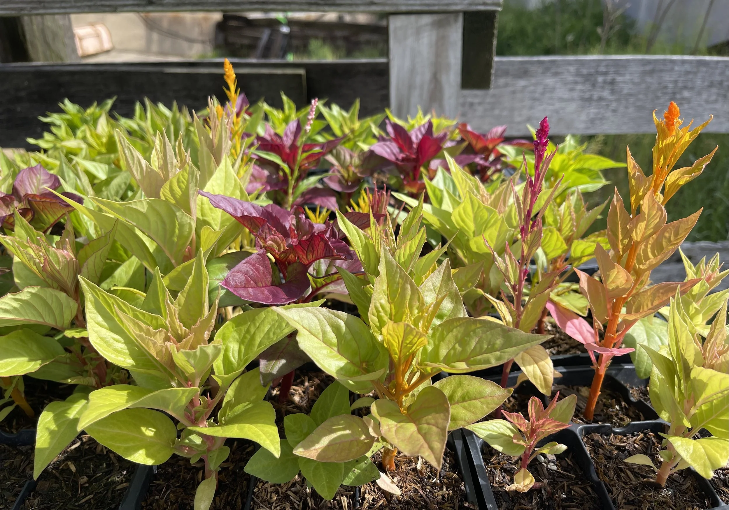 Fire stick side view.jpeg