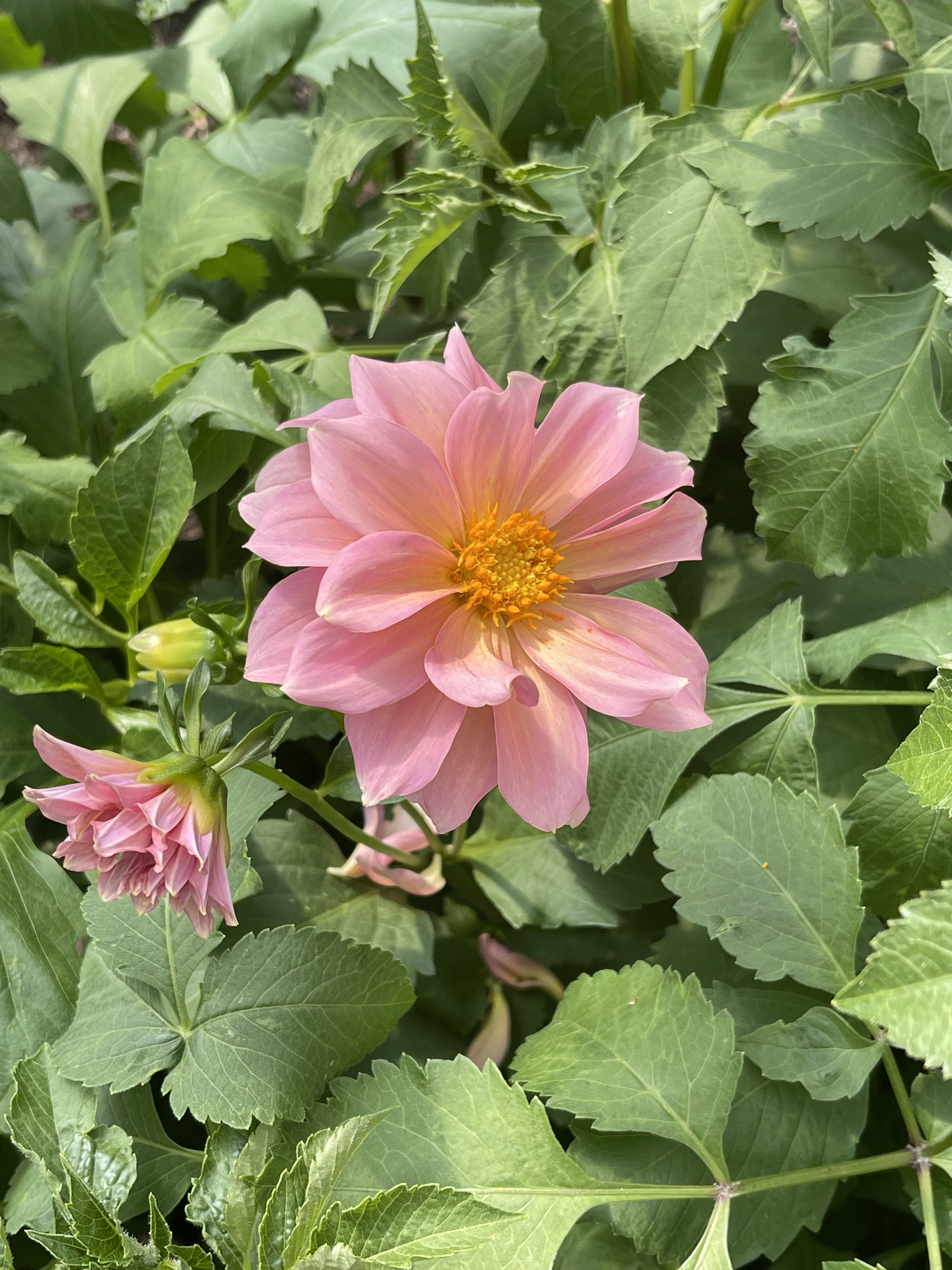 dahlia x2 - 2024.jpeg