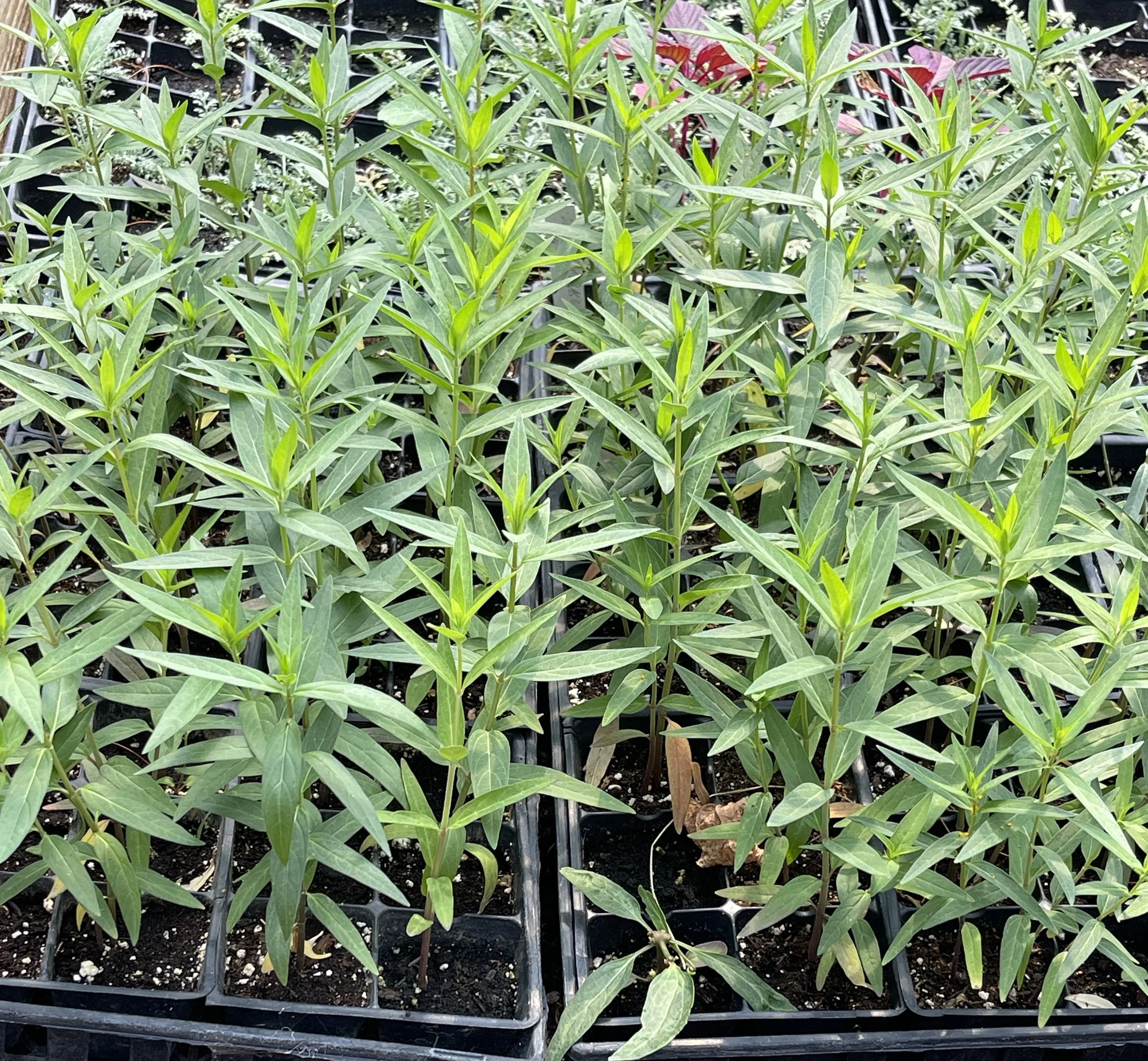 Swamp Milkweed starters 2024.jpeg