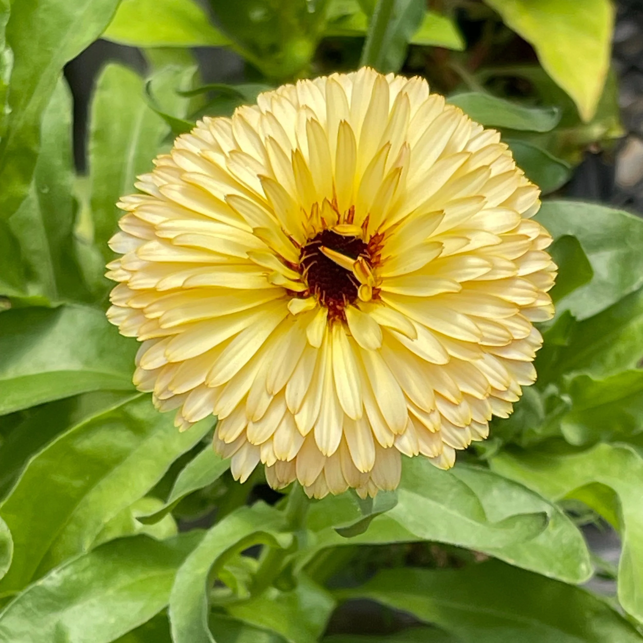 calendula+spring+2024.jpg