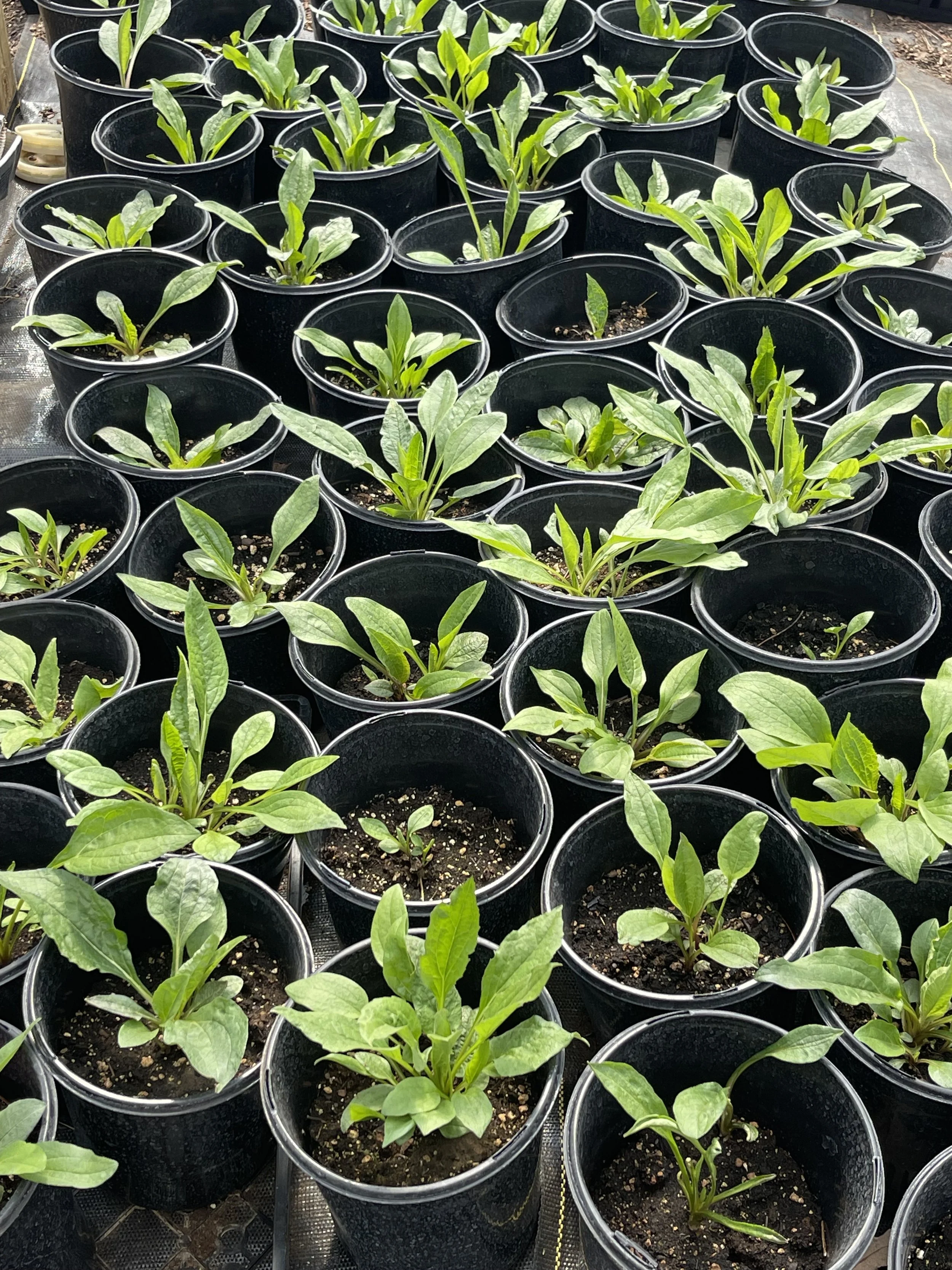 Purple cone flower 4-8-25.jpeg