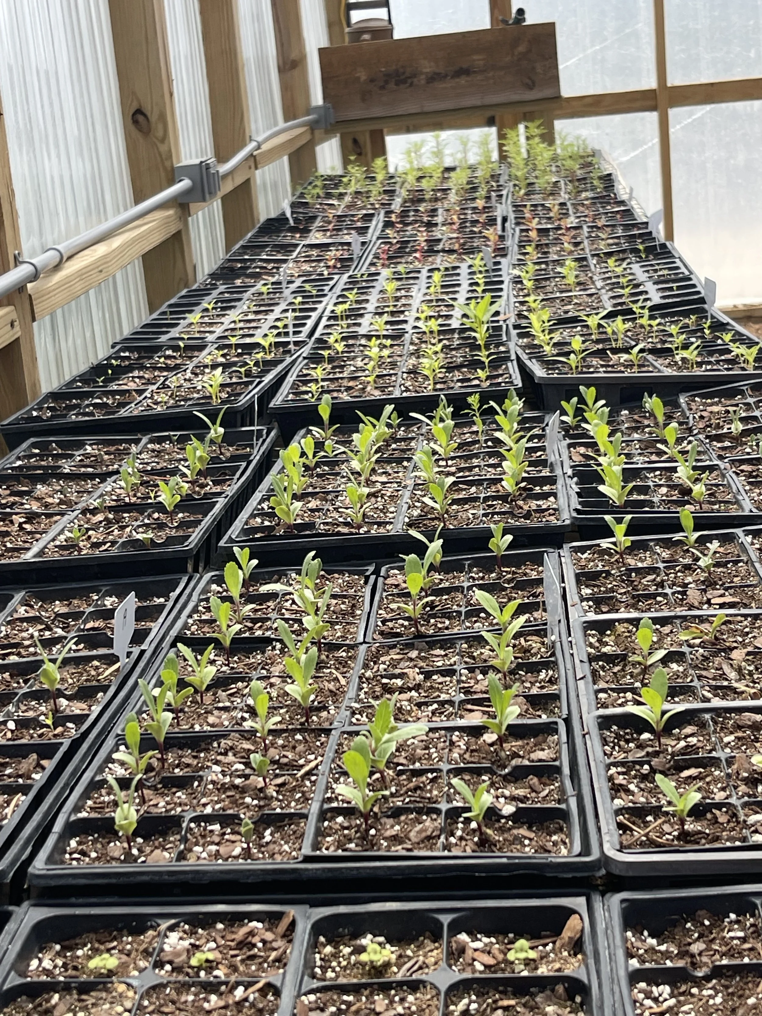 Starter Trayhouse 4-8-25.jpeg