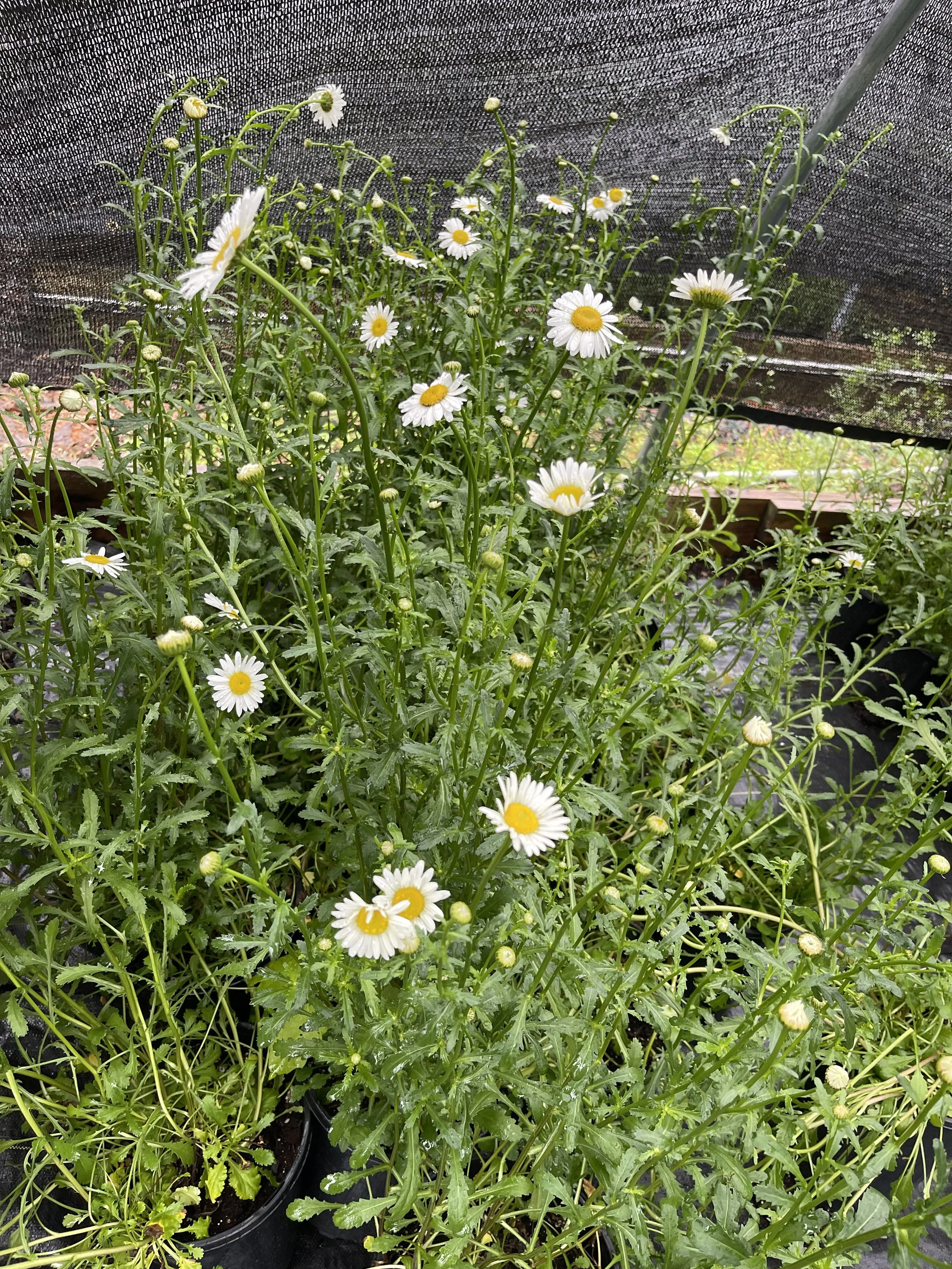 Shasta Daisy in bloom 2025.jpeg