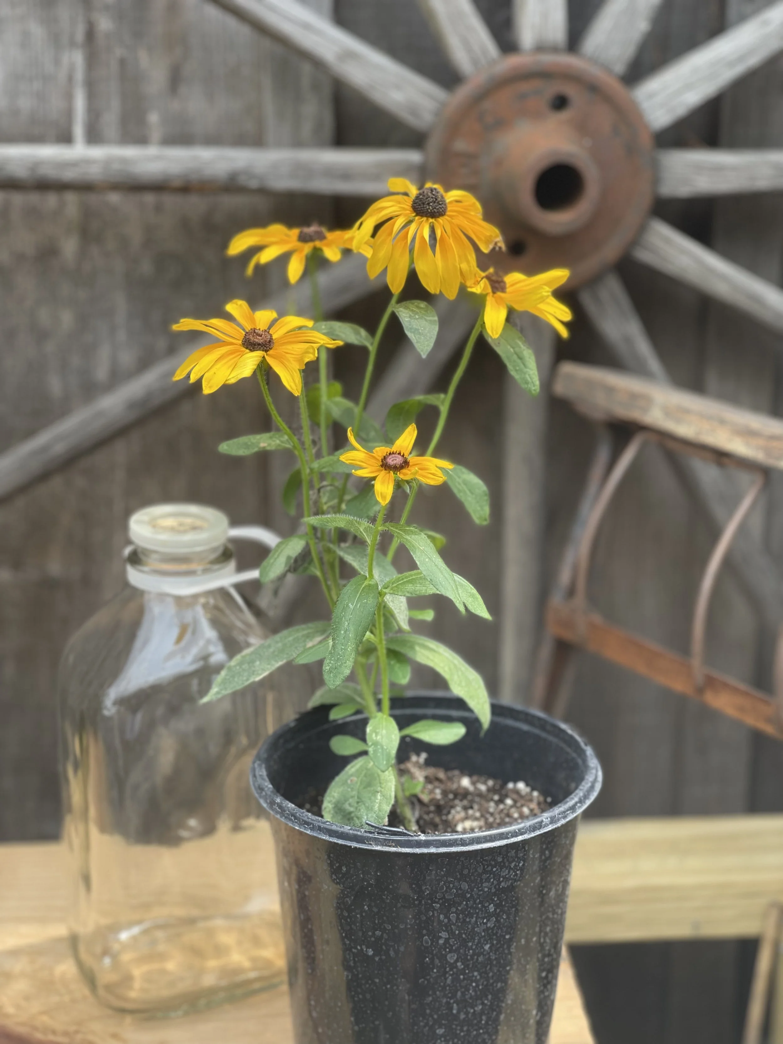 Black Eyes Susan - Regular.jpeg