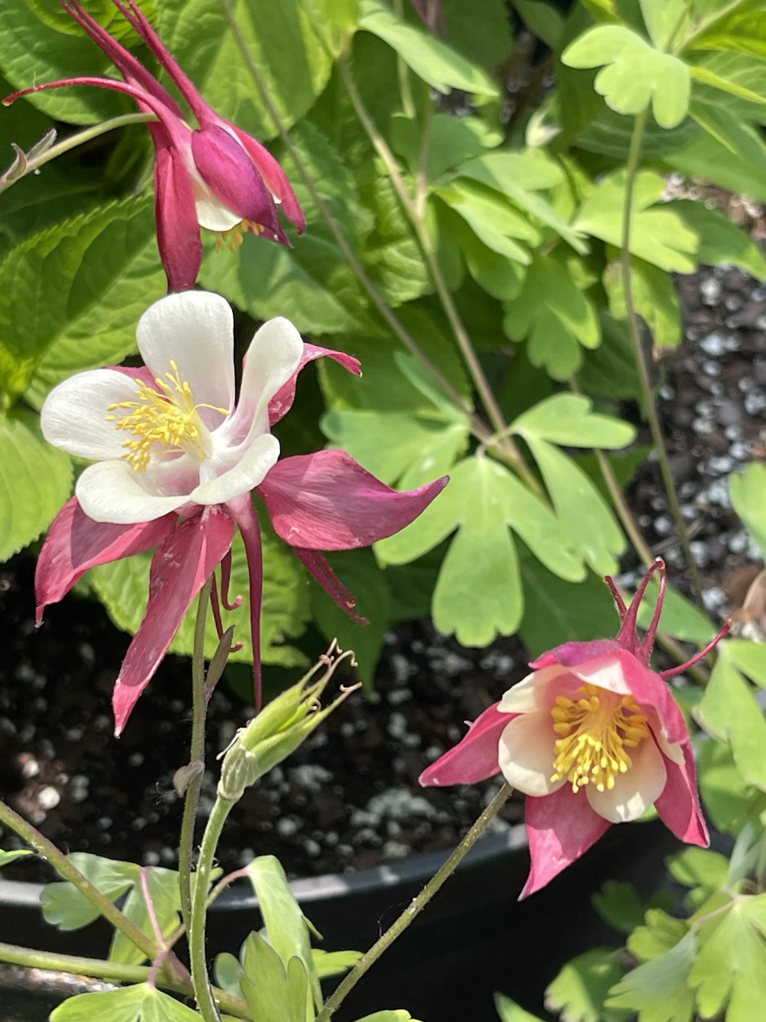 Columbine june 2025.jpeg