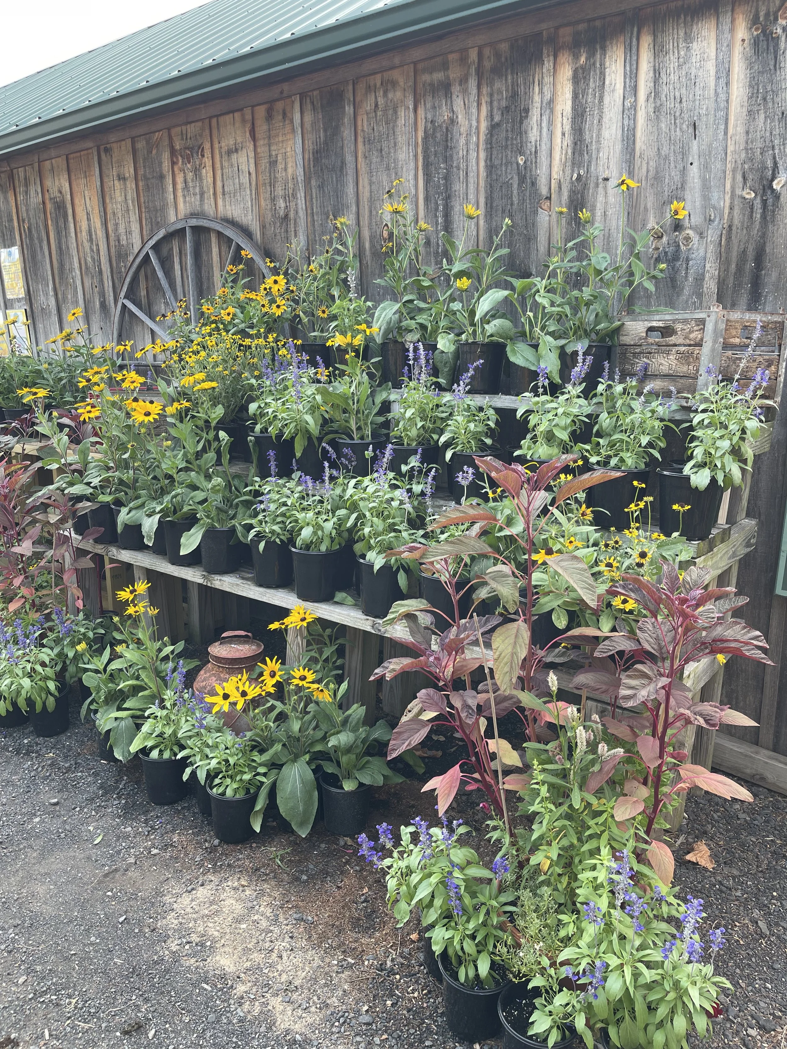 Black eyes susan and salvia display 2024.jpeg