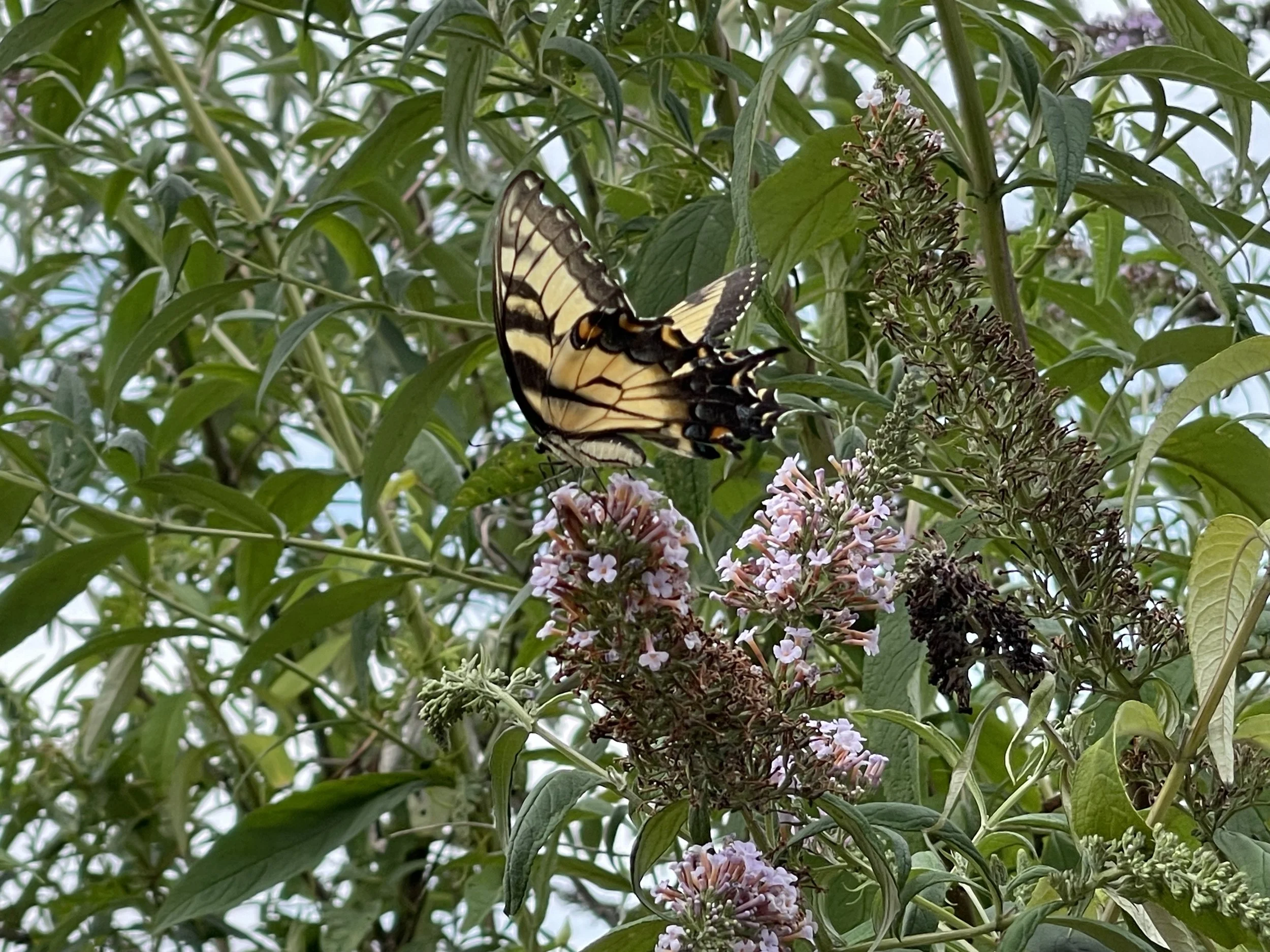 Butterfly on butterfly bush 2024.jpeg