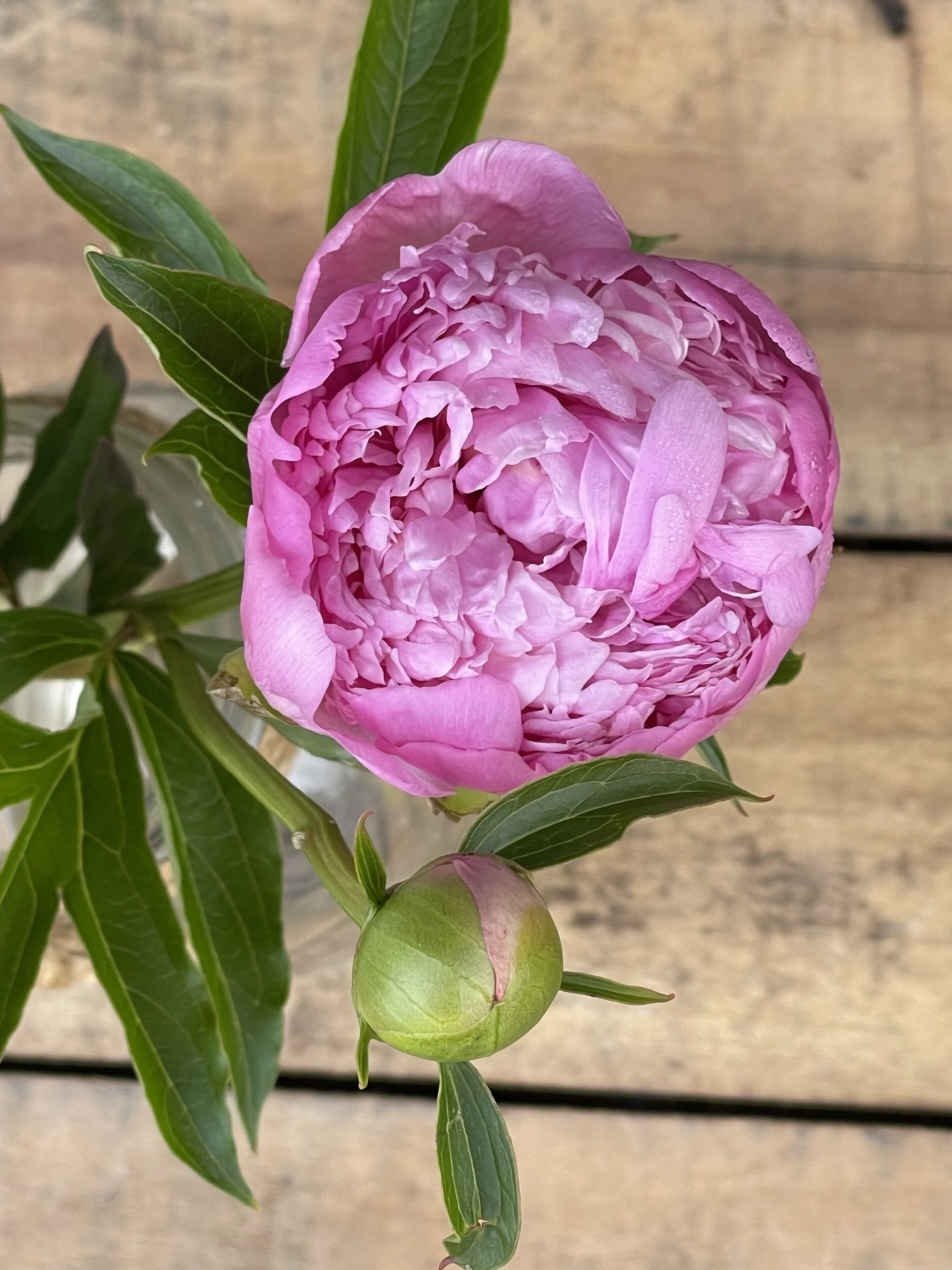 Grandmoms first peony of 2024.jpeg